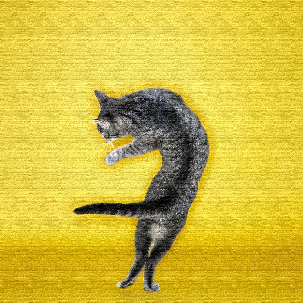 【数量限定】猫 動物 アートパネル 100cm × 100cm XLサイズ 日本 Amazon.co.jp: 猫 動物 アートパネル 100cm × 100cm XLサイズ 日本製
