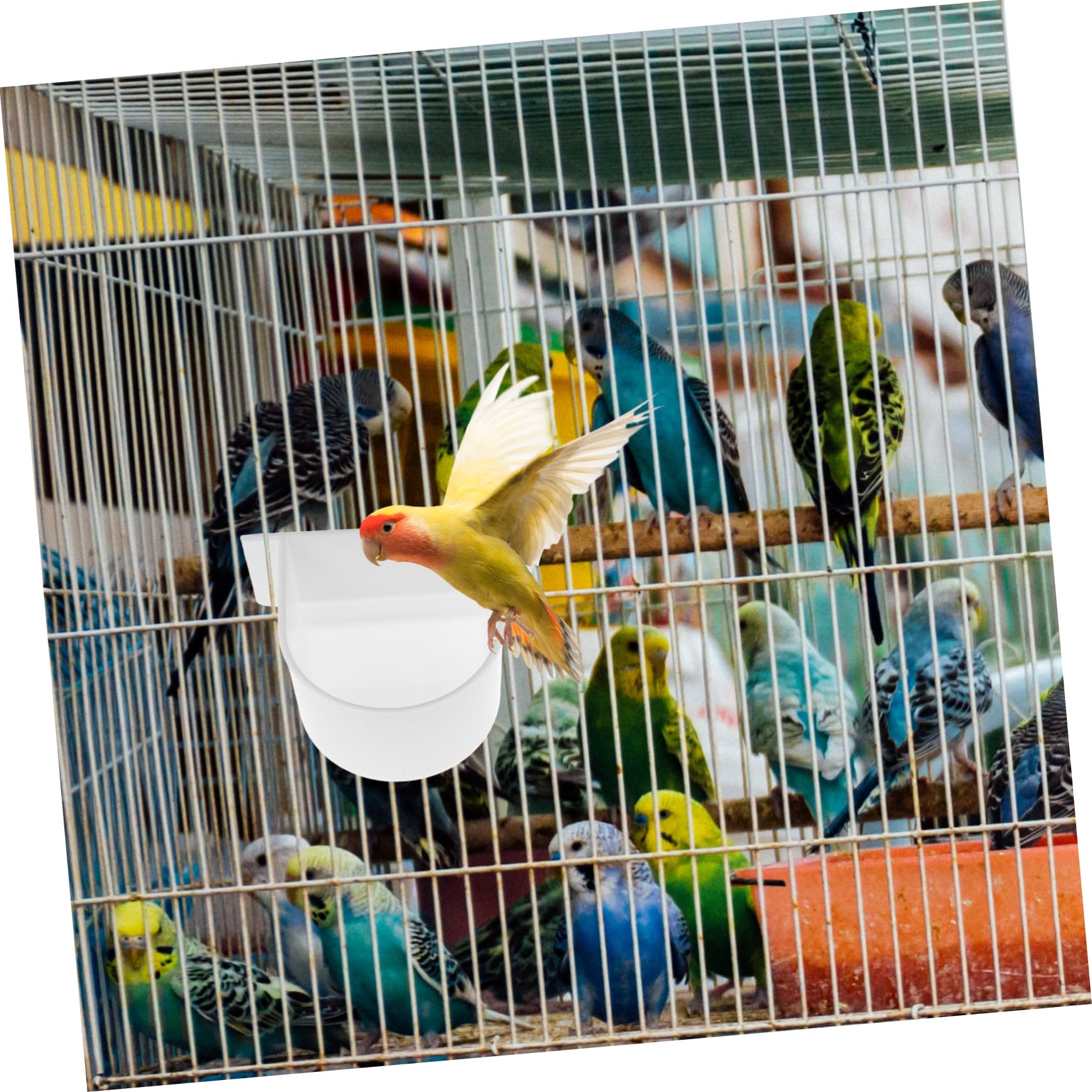Yardwe 20 Pièces Abreuvoir à Oiseaux de Nourriture pour Cage à Oiseaux mangeoire à de pour de Nourriture pour