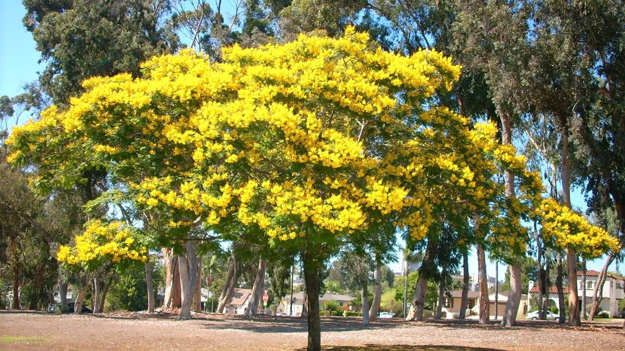 Green World Peltophorum pterocarpum seeds/Yellow flame tree seeds for farming & gardening (10 gms seeds pack) (B09C3H67F8) Amazon Price History, Amazon Price Tracker