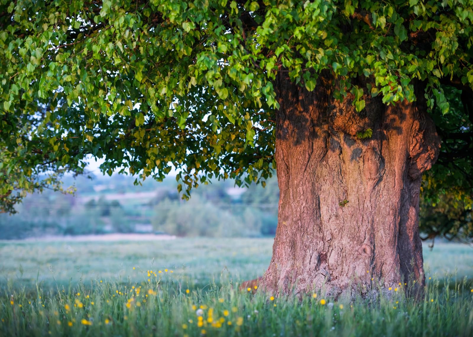 BELECO 3.6x2.5m Telo sfondo vecchio tiglio | Grande chioma albero foglie verdi rigogliose tronco spesso prato estivo sfondo picnic esterni foto