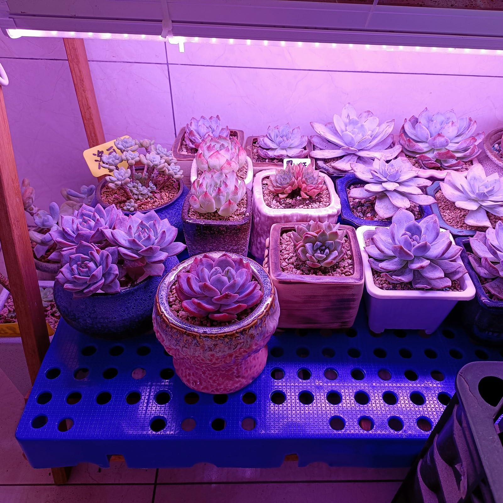 Palettes logistiques en Plastique, palettes légères en polyéthylène, présentoirs de supermarché, Plateau en Plastique (Rouge 39,4 x 23,6 x 2 Pouces, 6 pièces)