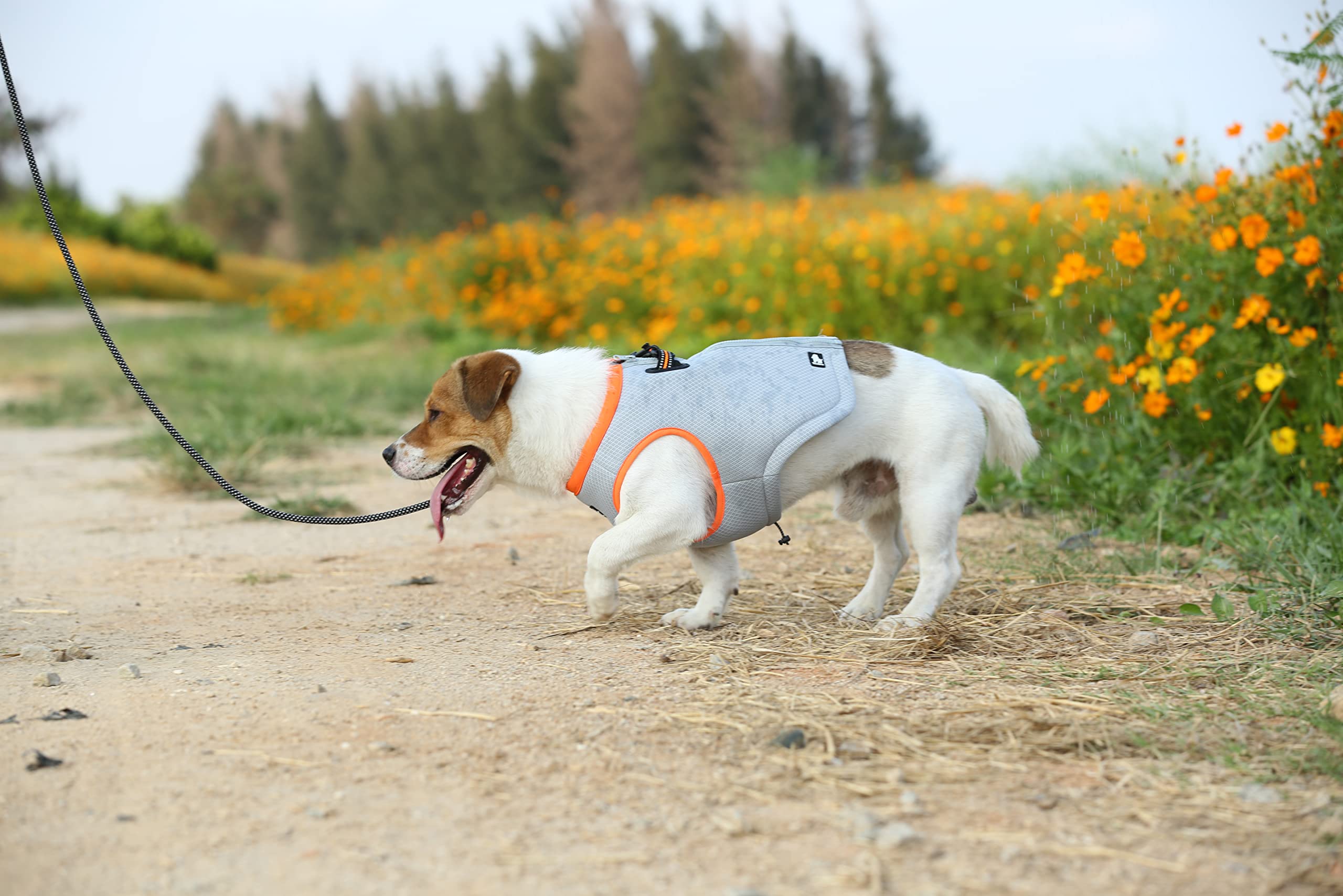 WINHYEPET Harnais Rafraîchissant pour Animaux(Jaune/Gris,S)