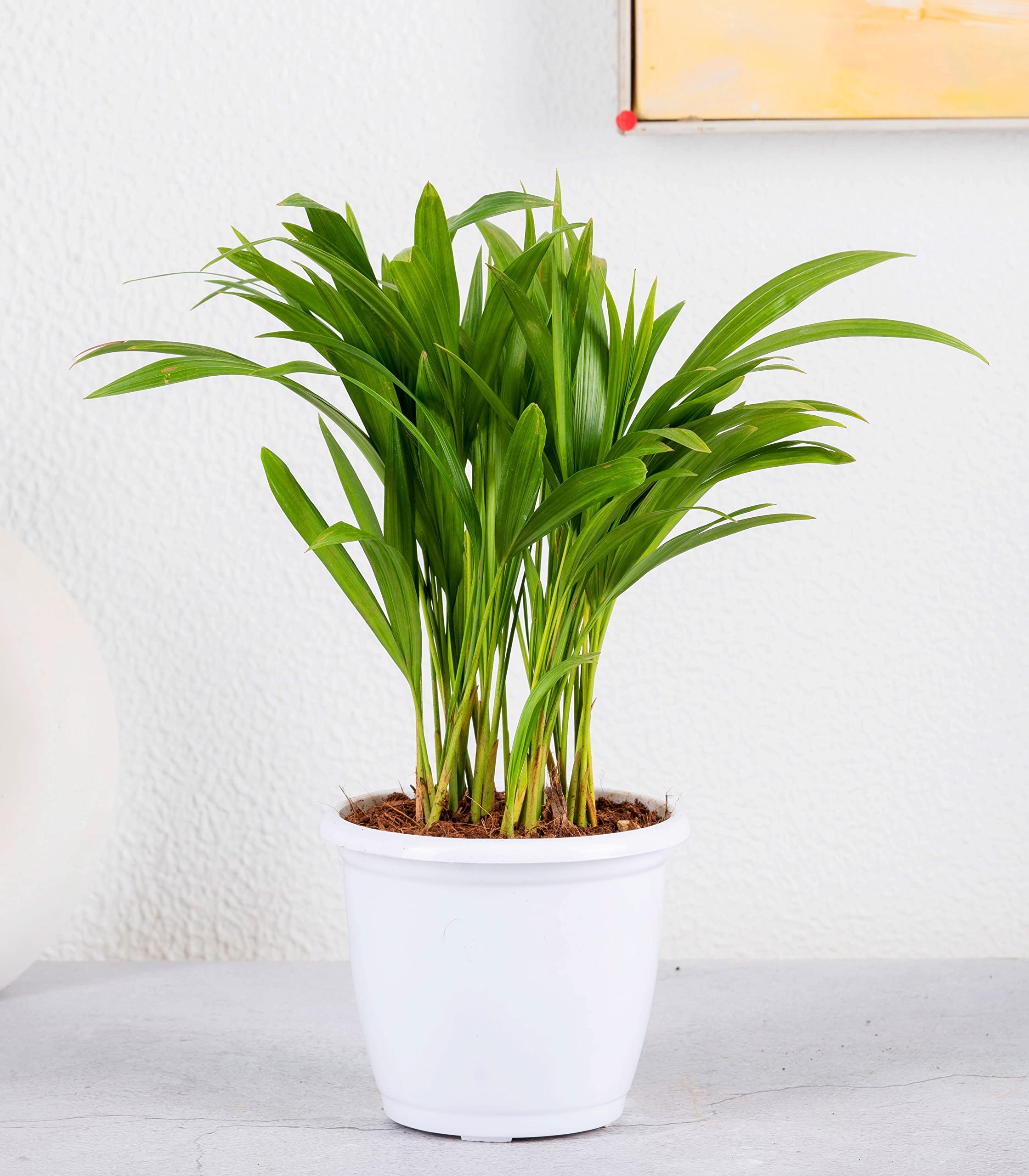 Nurturing Green® Air Purifying Areca Palm Plant in White Plastic Pot (Size : Small) | Indoor Plants for Living Room | Live Plants With Pots (B09NZQLR7J) Amazon Price History, Amazon Price Tracker