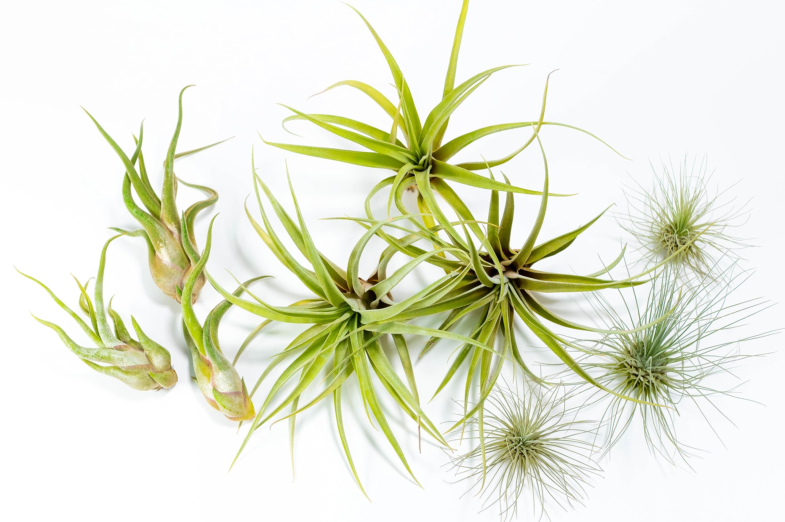PACK Piante d'aria - Tillandsia Fuchsii Gracilis, T. Caput-medusae, T. Capitata Peach - Piante da fiore naturali - Esterni ed interni (9)