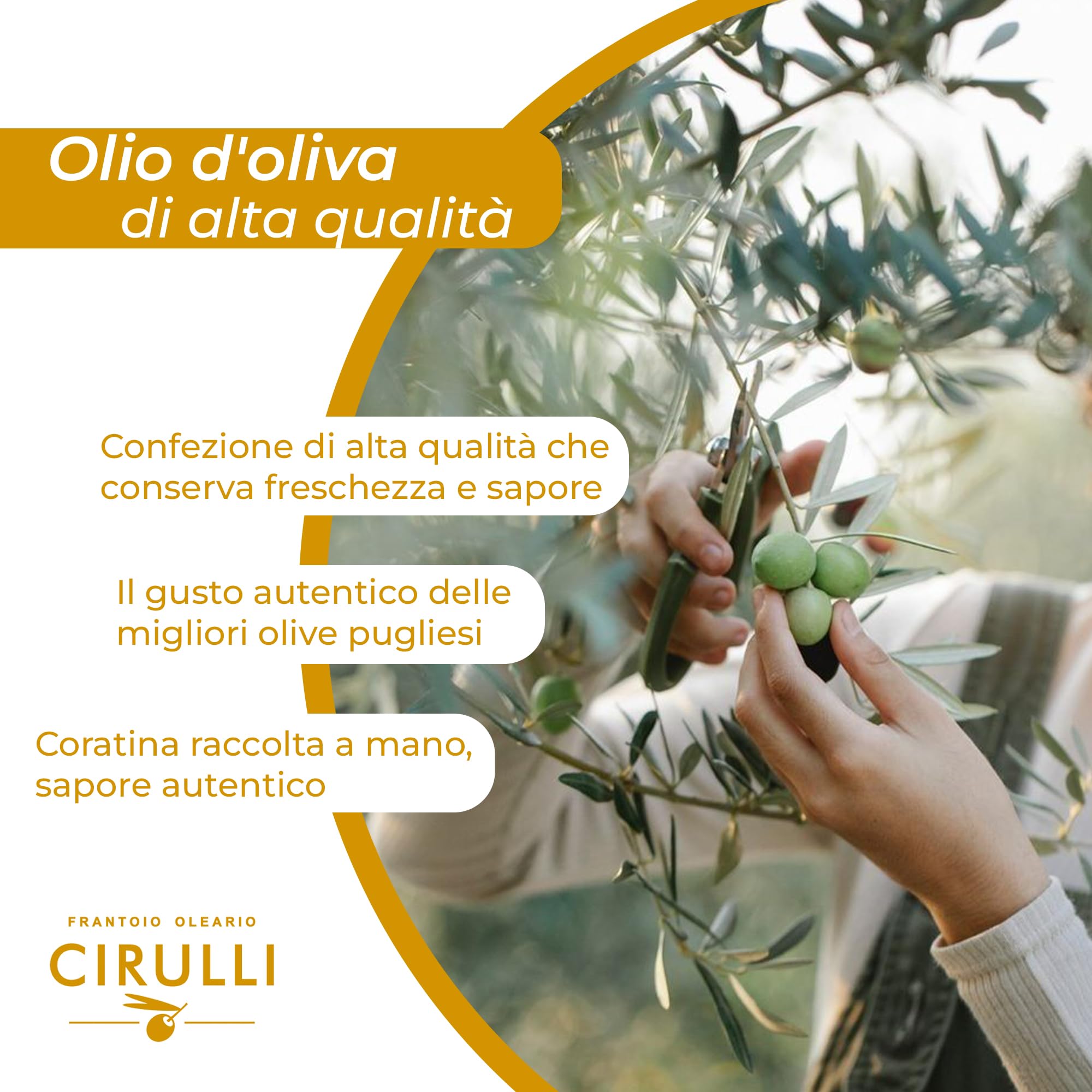 Cirulli Olio Extravergine di Oliva 100% Italiano - Lattina da 3L - Olio EVO Premium - Olio Extravergine dalle Radici Antiche - Raccolto Precoce - Raccolto a Mano - Ricco di Polifenoli - Aroma Fruttato
