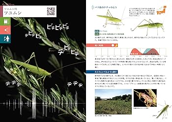 鳴く虫「音声」図鑑 QRコードで声を聴く、音で探せる