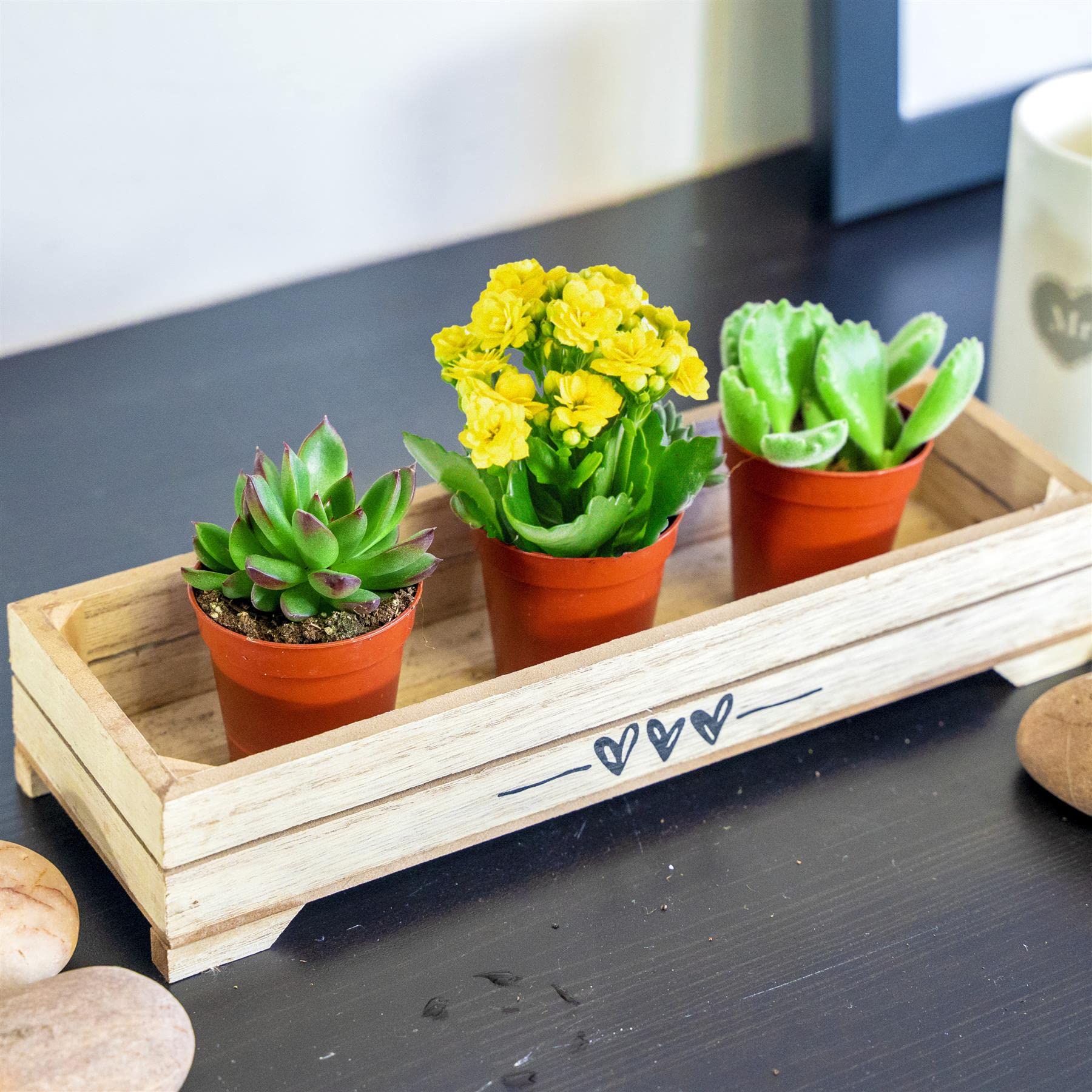 3 Mini Live Succulent Plants โ Indoor Cactus & Cacti Mix in Pots, Real Low Maintenance Houseplants for Home Office Desk Decor, Easy Care Gifts