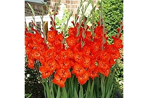 Red Gladiolus Bulbs for Planting Outdoors