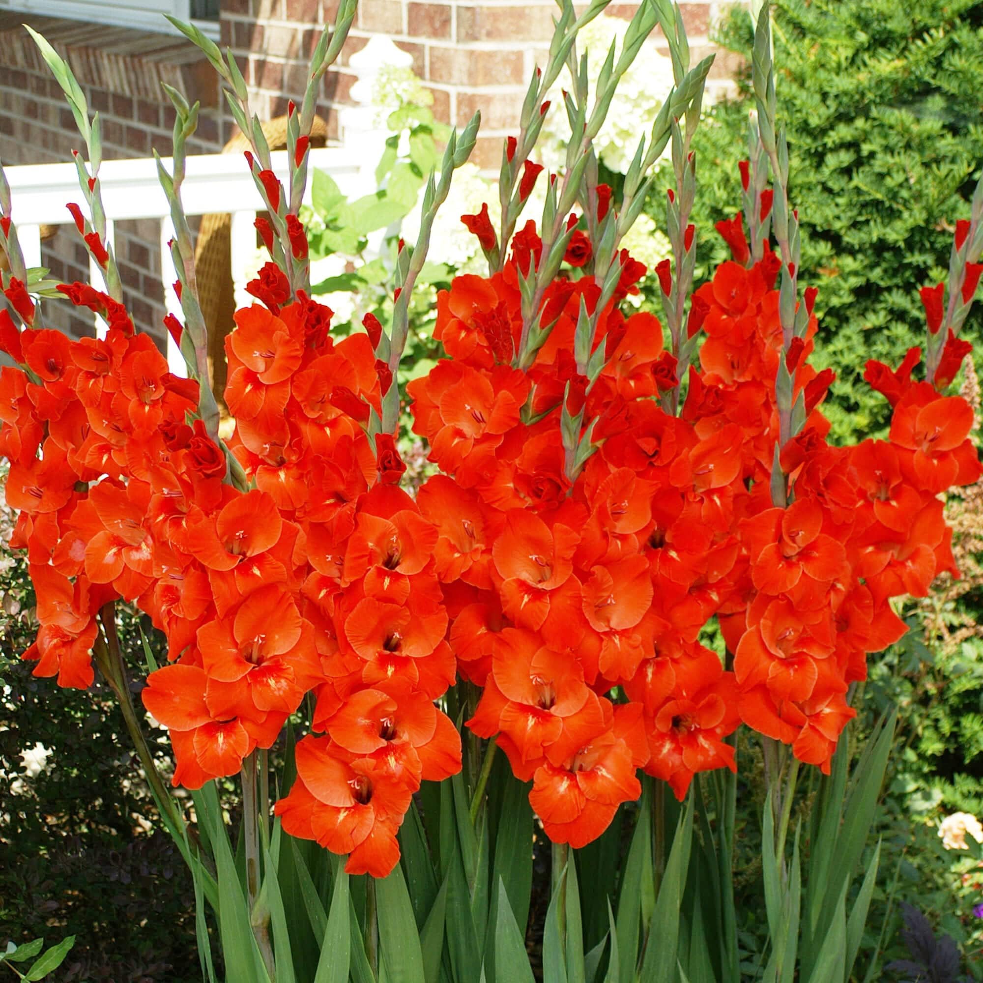 Red Gladiolus Seeds Annual Attracts Butterflies