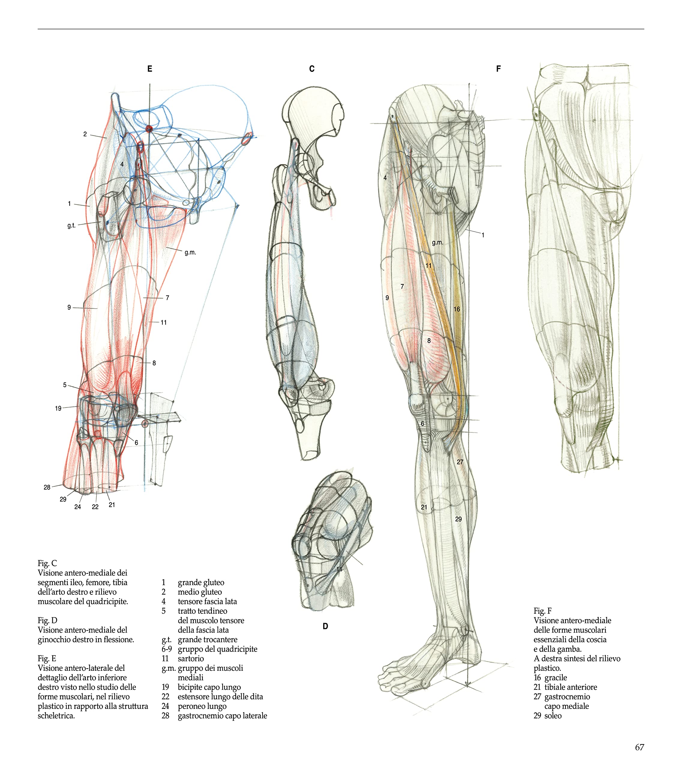 Struttura uomo. Manuale di anatomia artistica