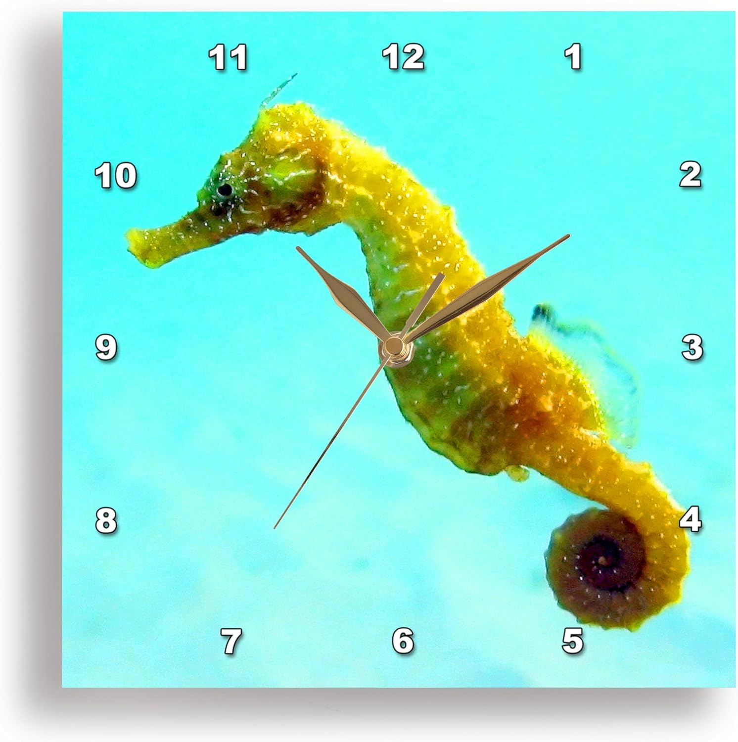 3dRose Seahorse. - Wall Clock, 10 by 10-Inch (DPP_194379_1)