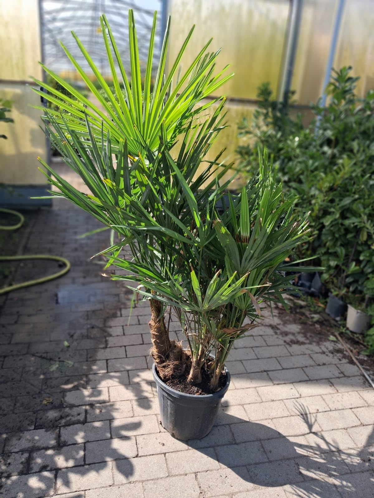 Trachycarpus Multistamm ca. 160 cm – Winterharte Hanfpalme für Garten, Terrasse & Wohnzimmer – Exotische Kübelpflanze, pflegeleicht, immergrün & dekorativ