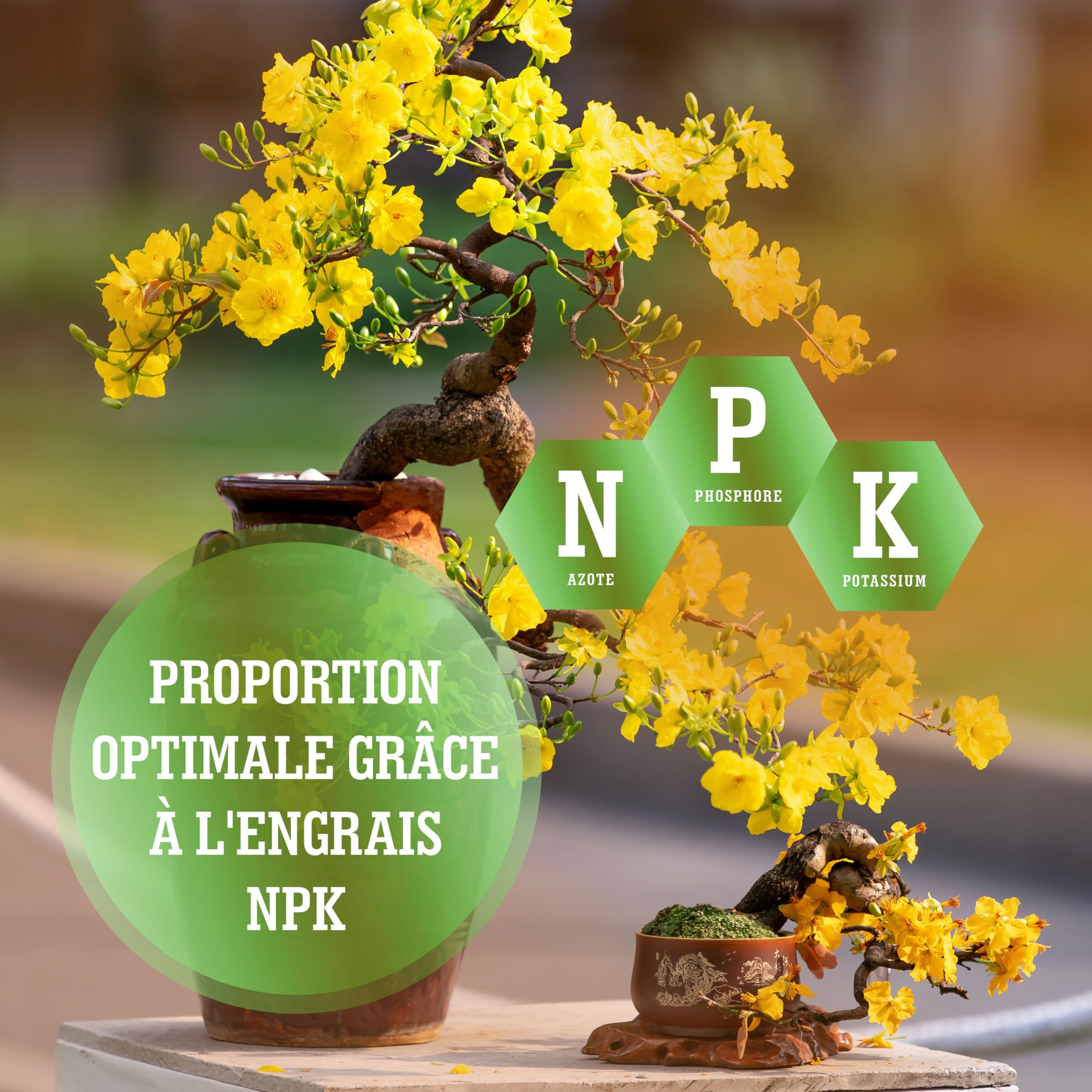LERAVA Engrais Bonsai Liquide 330ml avec Tapo Doseur - Engrais Ficus Ginseng, Carmona, Tamac - Favorise Lignification - Made in Italy