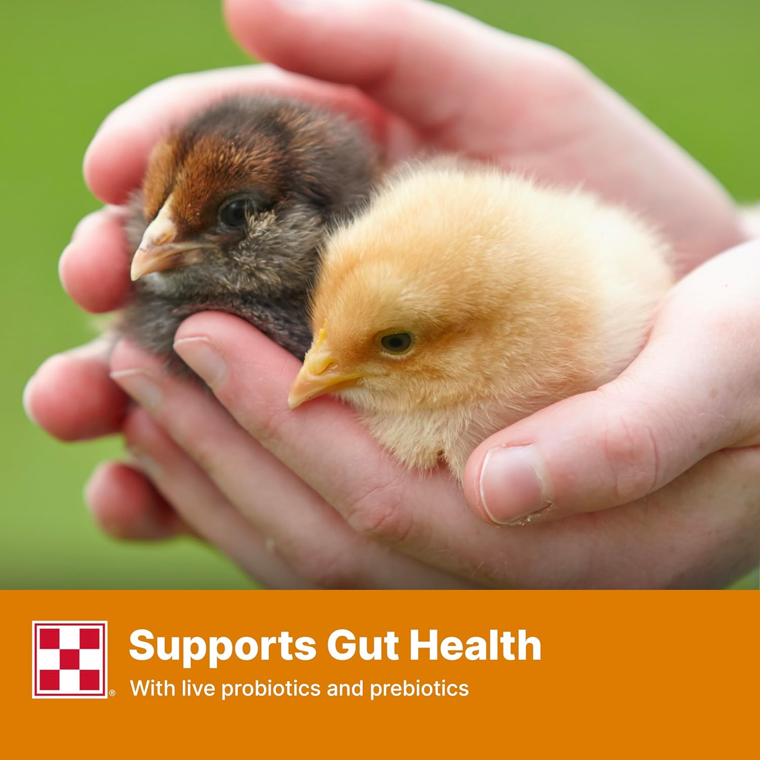 Purina Start and Grow | Non-Medicated Chick Feed Crumbles | Nutritionally Complete - 25 Pound (25 lb.) Bag