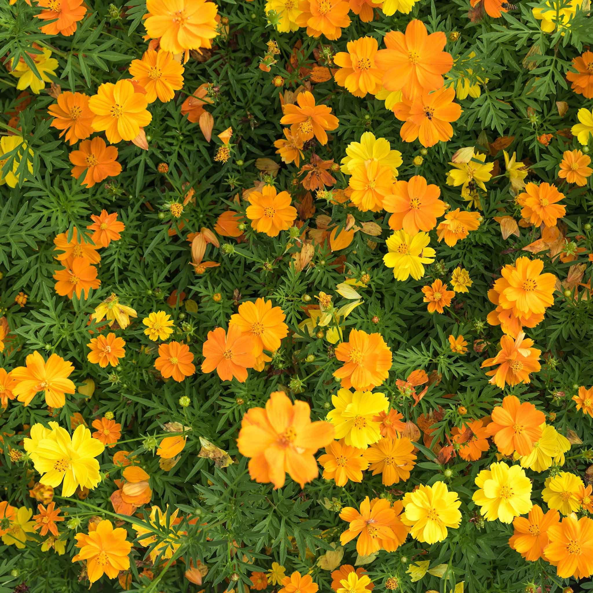 Eden Brothers Sulphur Cosmos Seeds