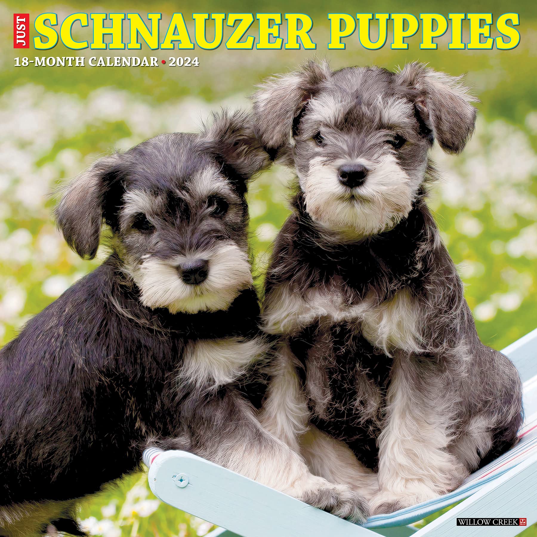 Willow Creek Press Schnauzer Puppies Monthly 2024 Wall Calendar (12" x 12")