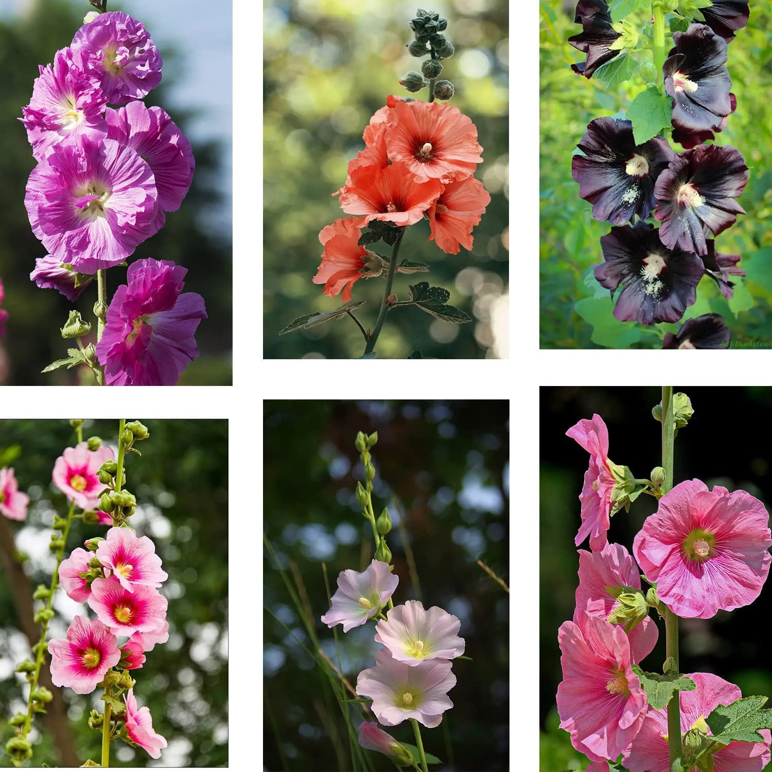 See full amazon price history chart for SRI SAI FORESTRY Hollyhock Flower Seeds Mixed Color Ornamental Plant Flower Seed for Home Garden Terrace Apartments Balcony Pack of 100 SRI SAI FORESTRY Hollyhock Flower Seeds Mixed Color Ornamental Plant Flower Seed for Home Garden Terrace Apartments Balcony Pack of 100 (B094ZTRXJG) Amazon Price History, Amazon Price Tracker