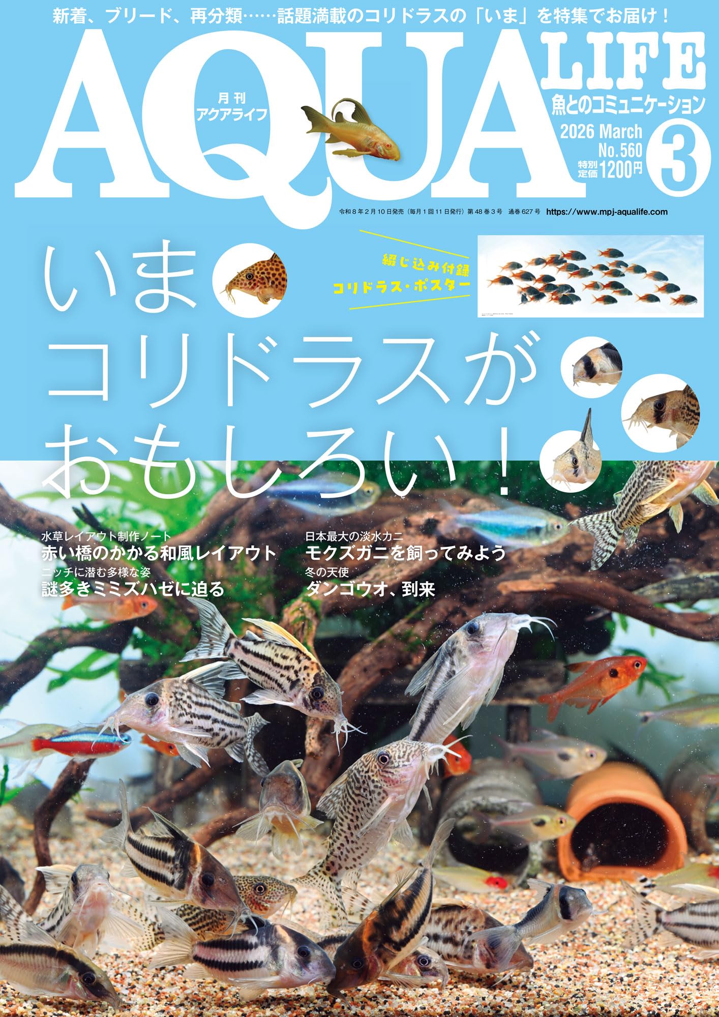 月刊アクアライフ 2026年03月号 いまコリドラスがおもしろい
