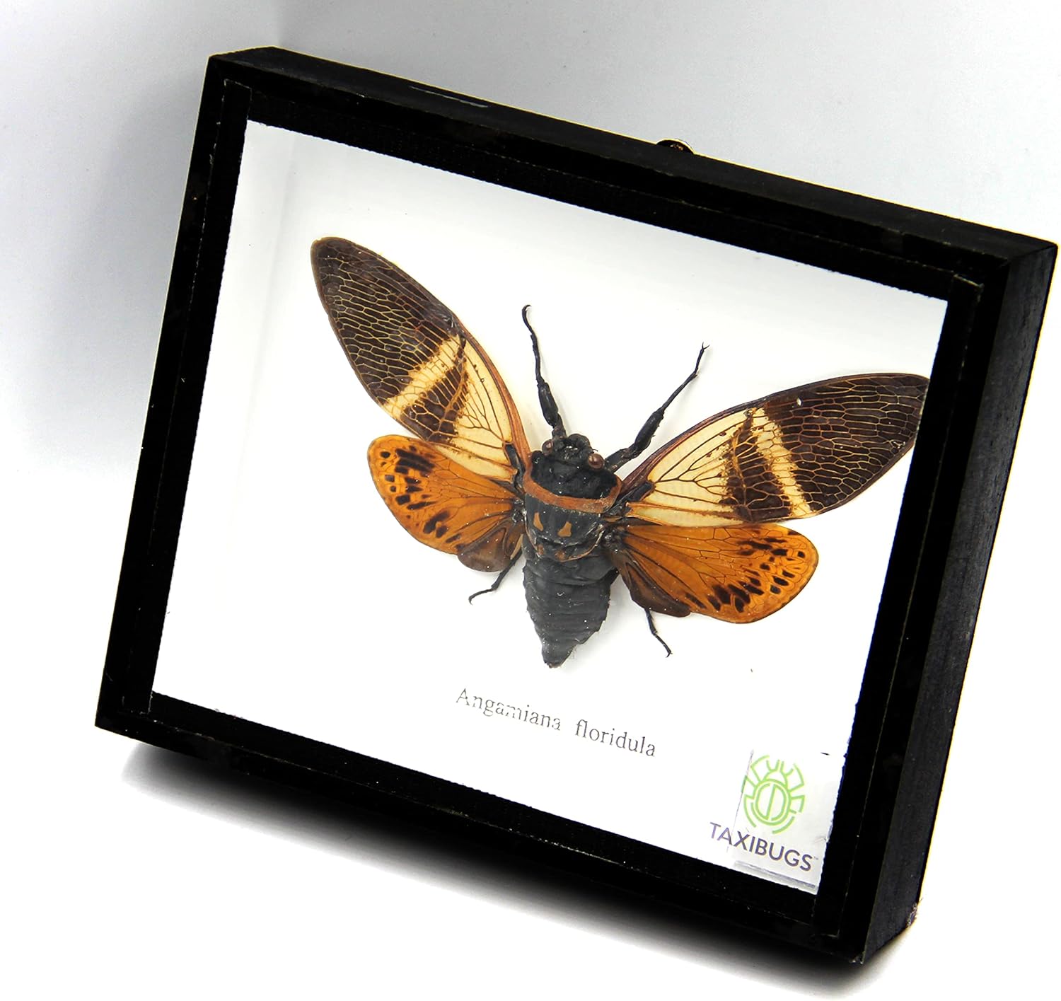 Real Exotic Cicada Opens Wings - Taxidermy Collection Framed in a Wooden Box As Pictured (Red Wings, Black Wooden Box)