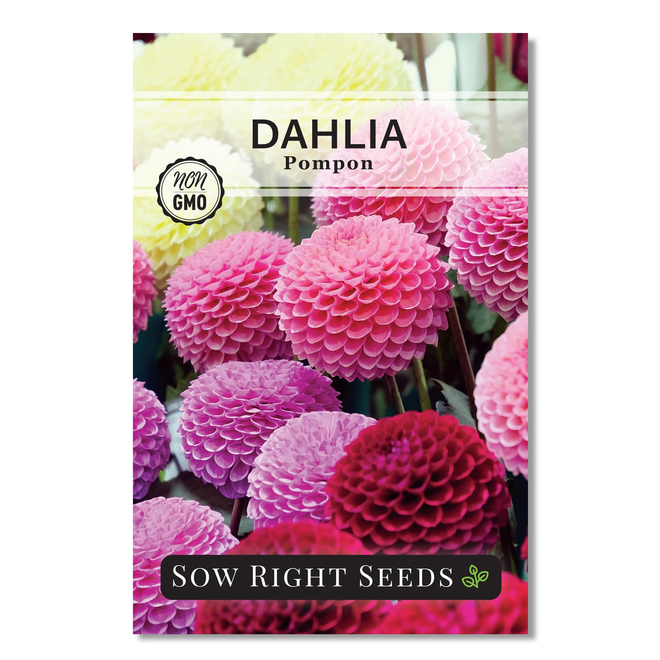 Sow Right Seeds - Pompon Dahlia Seeds for Planting - Annual Non-GMO Heirloom Variety - Ideal Flower for Outdoor Gardens - Colorful Vibrant Blooms - Easy to Grow - Perfect Garden Addition (1)