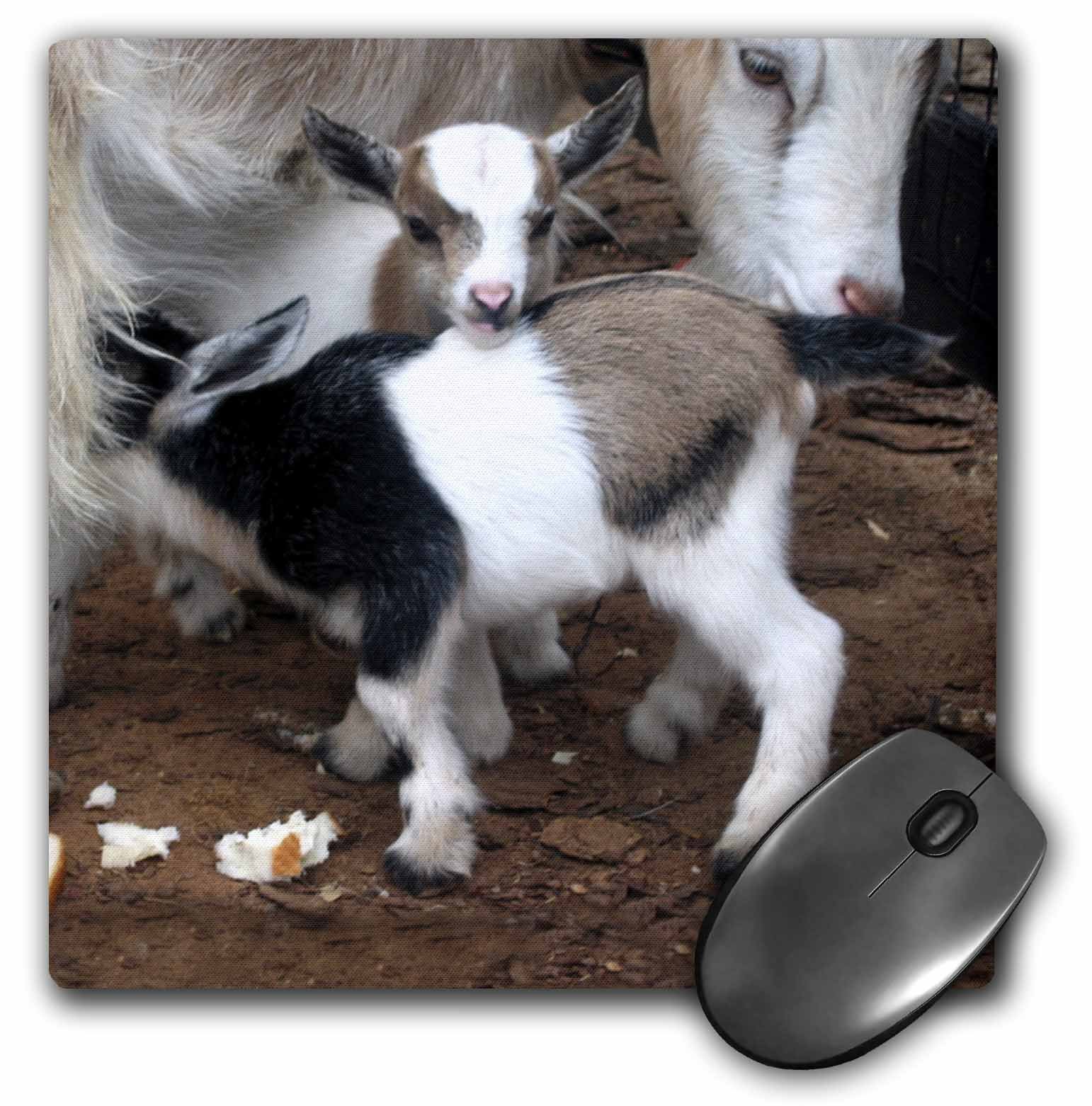 3dRose LLC 8 x 8 x 0.25 Inches Pygmy Goat Family Mouse Pad (mp_1285_1)