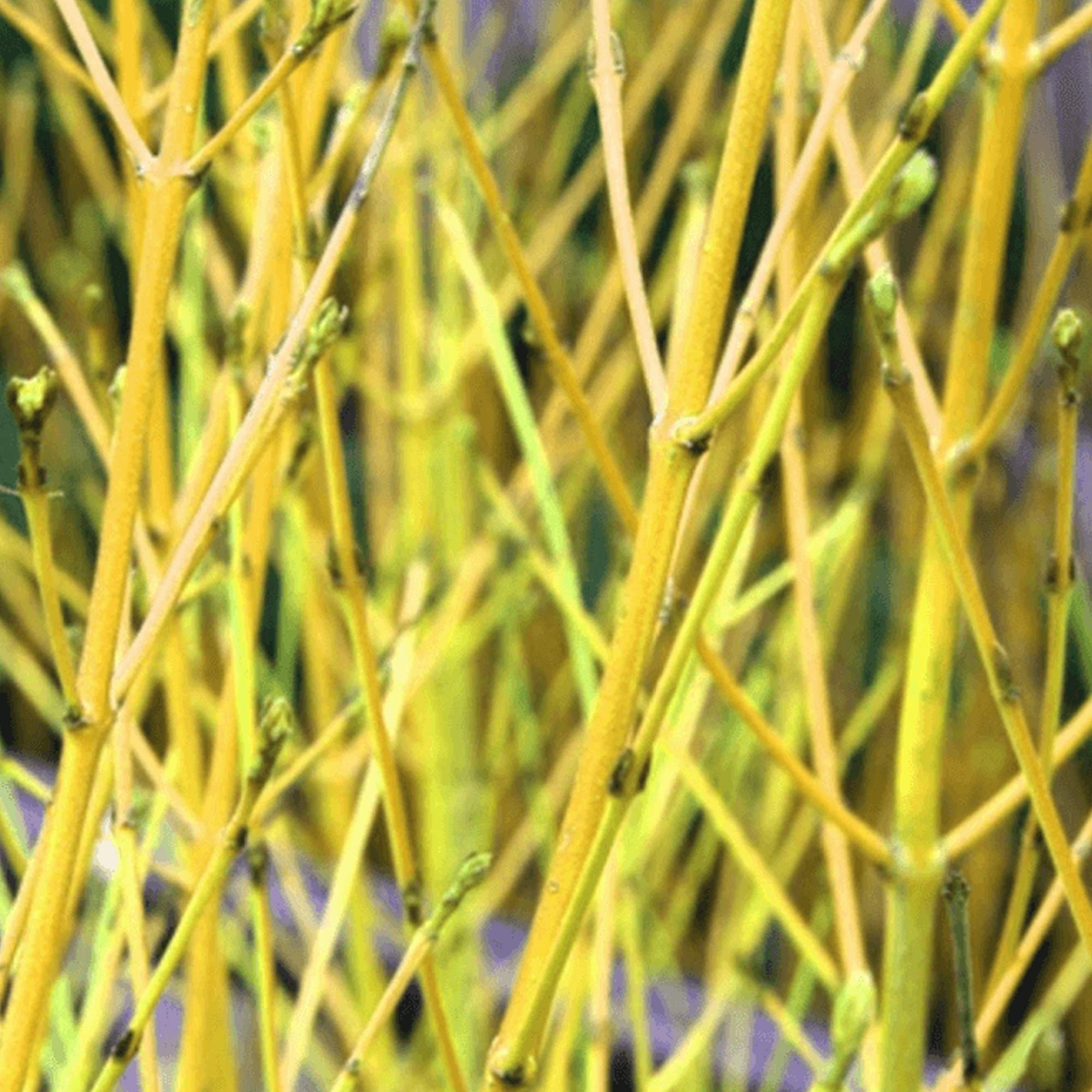 Cornus Sericea Flaviramea Deciduous Flowering Outdoor Garden Shrub Plant in Pot (3 Litre Pot, 30-50cm)