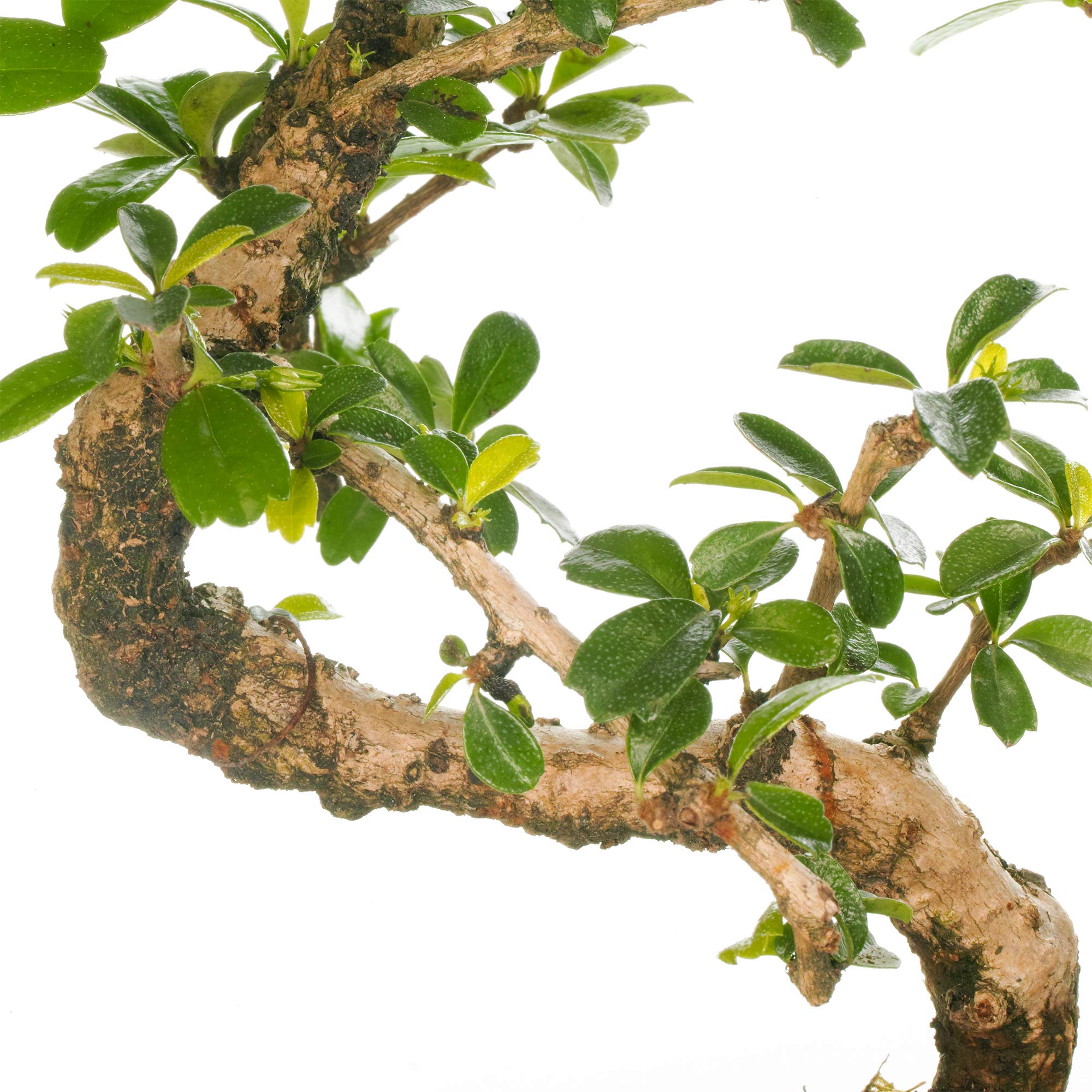 diy bonsai DIY Bonsai Kit – Costa Farms main image 0