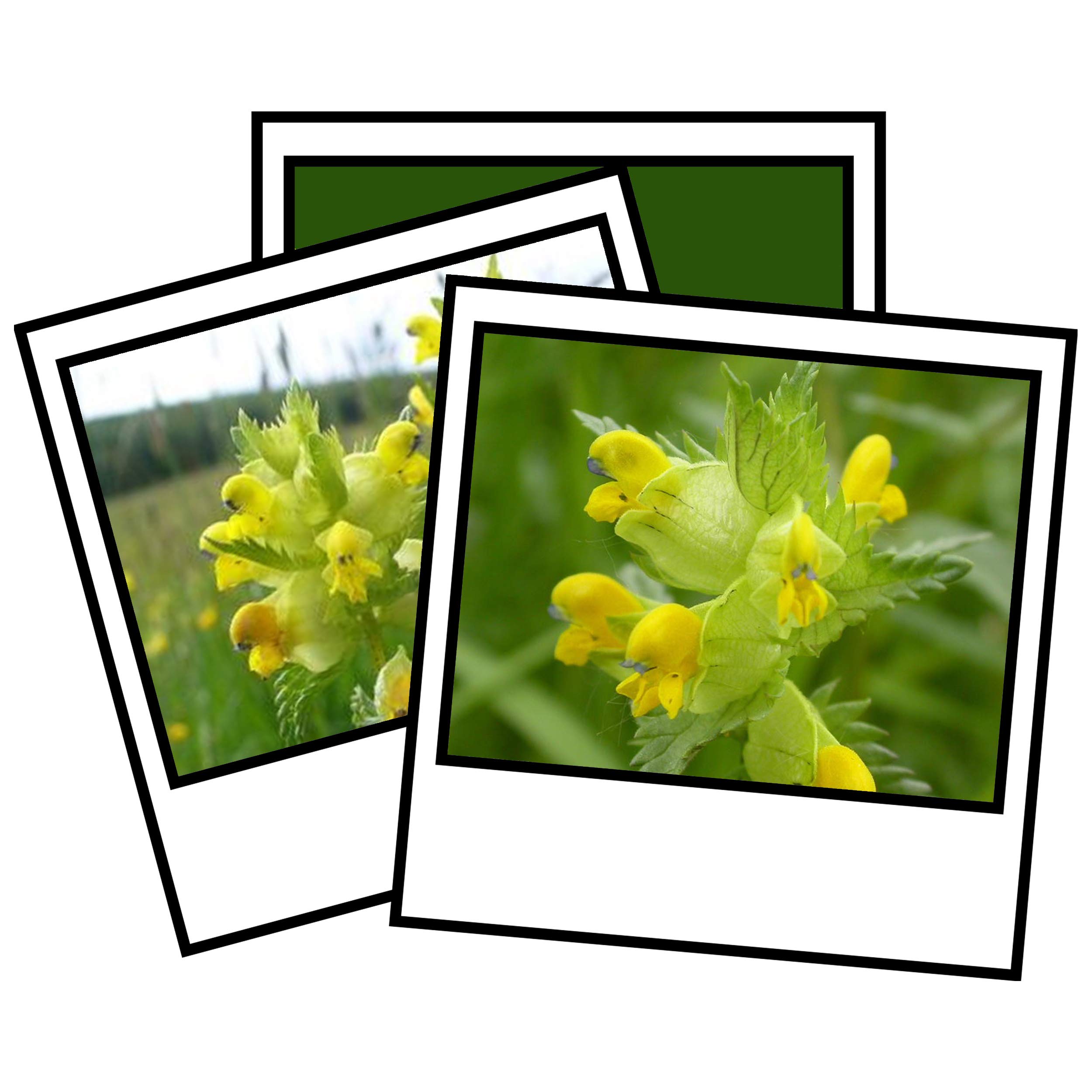 6,000 British Wild Flower Seeds Yellow Rattle Rhinanthus Minor 20g