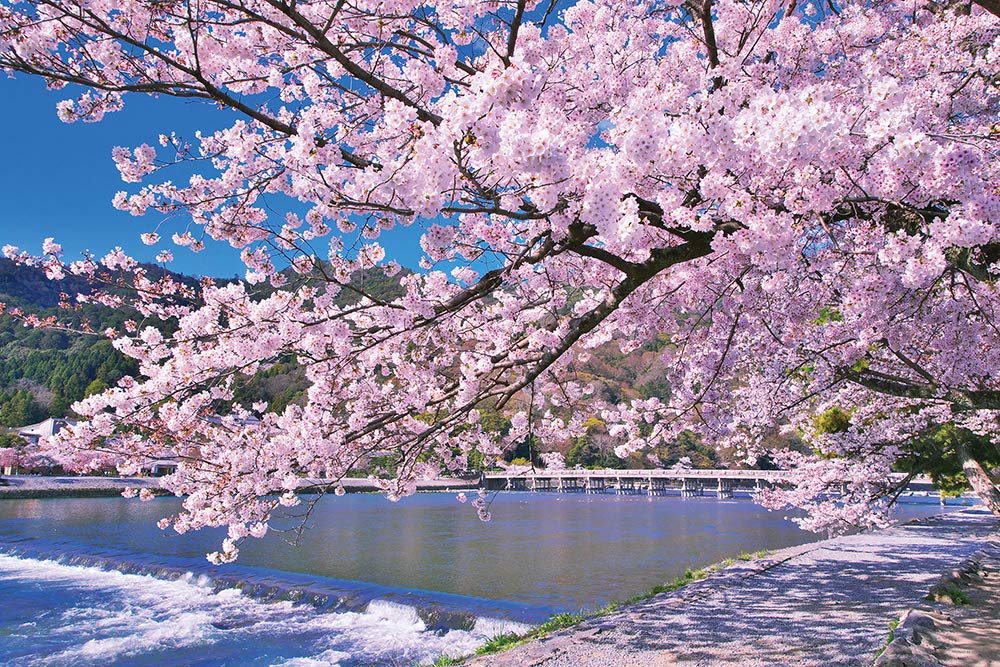 Amazon | 1000ピース ジグソーパズル 嵐山染める満開桜(京都) (50x75cm