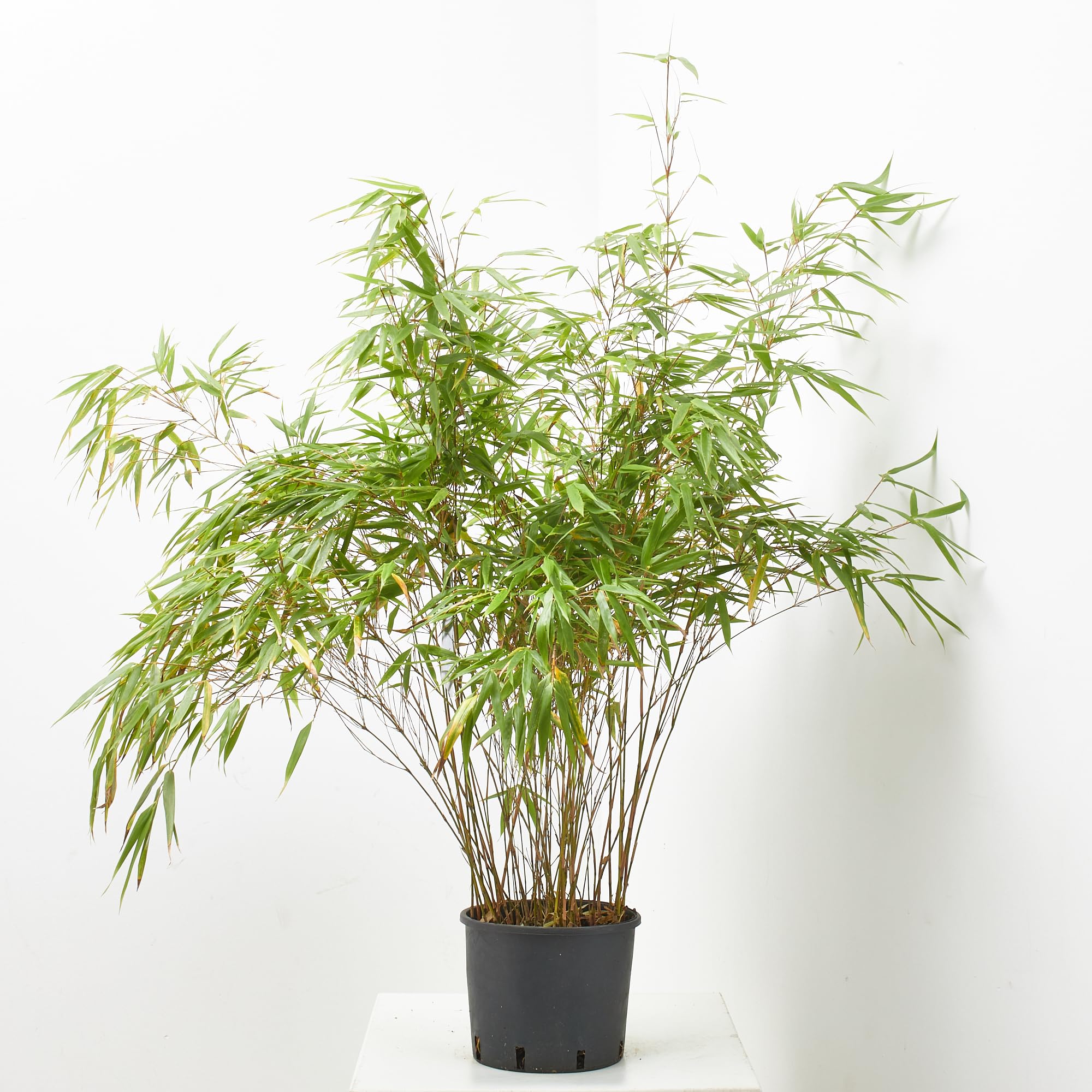 Verdecora Bambú en maceta de 5 litros | Bambusa | Planta Natural de Exterior con Follaje Denso y Vertical | Ideal para Jardines, Terrazas y Setos