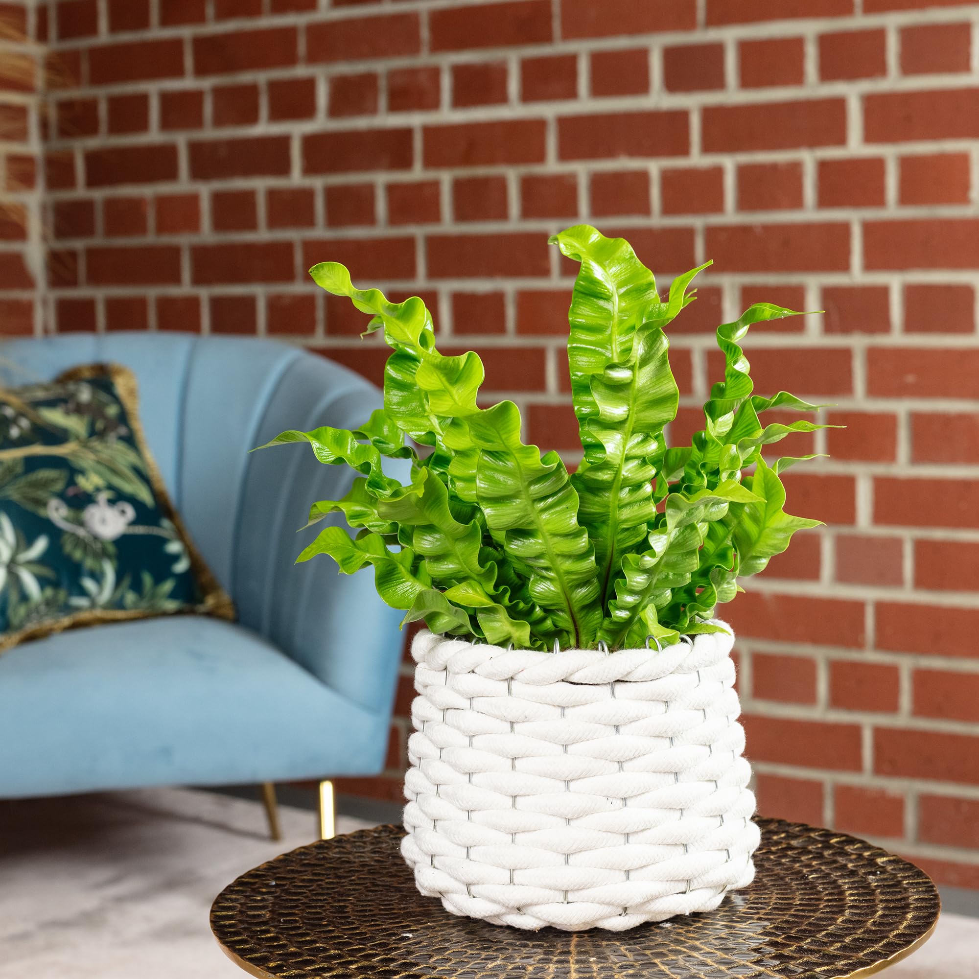 Nid fougère – Plante d'intérieur facile d'entretien, Asplenium nidus « Crispy Wave » – Hauteur : env. 25 cm, diamètre du pot : 12 cm