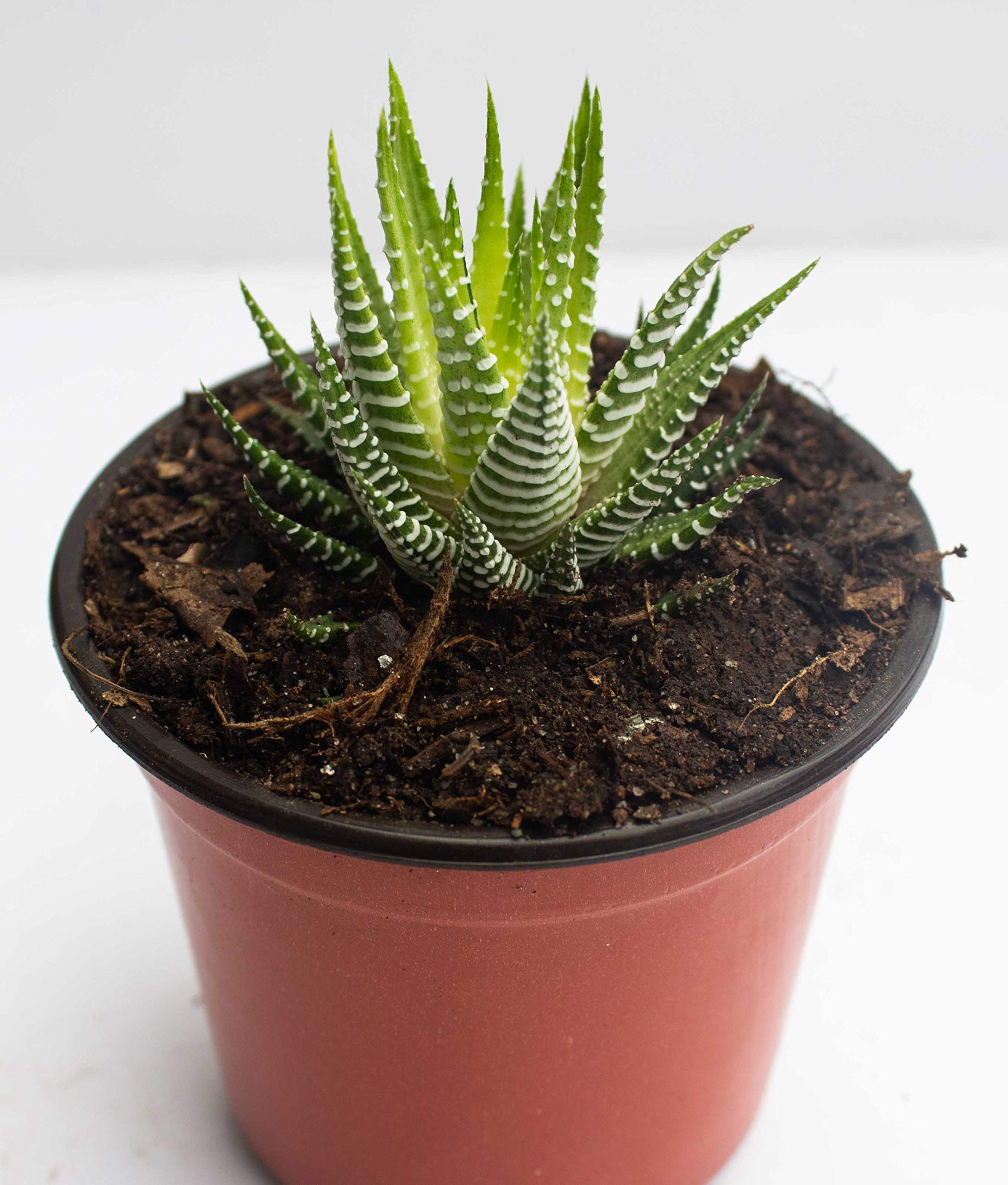 Rudyn Gladioli Farm, Haworthia fasciata Lime Green (Variegated),Live Succulent (1piece) (B08FGW4JW4) Amazon Price History, Amazon Price Tracker
