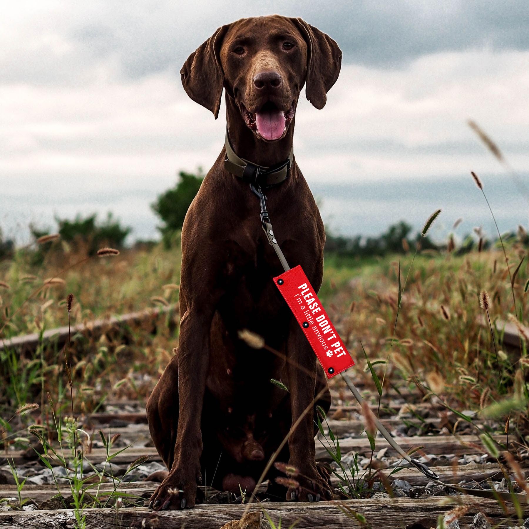 Please Don't Pet / Anxious Dog Friendly - Juego de 2 fundas para correa para perros de rescate y perros ansiosos, incluye 2 fundas rojas y negras para regalo de cumpleaños de mascotas