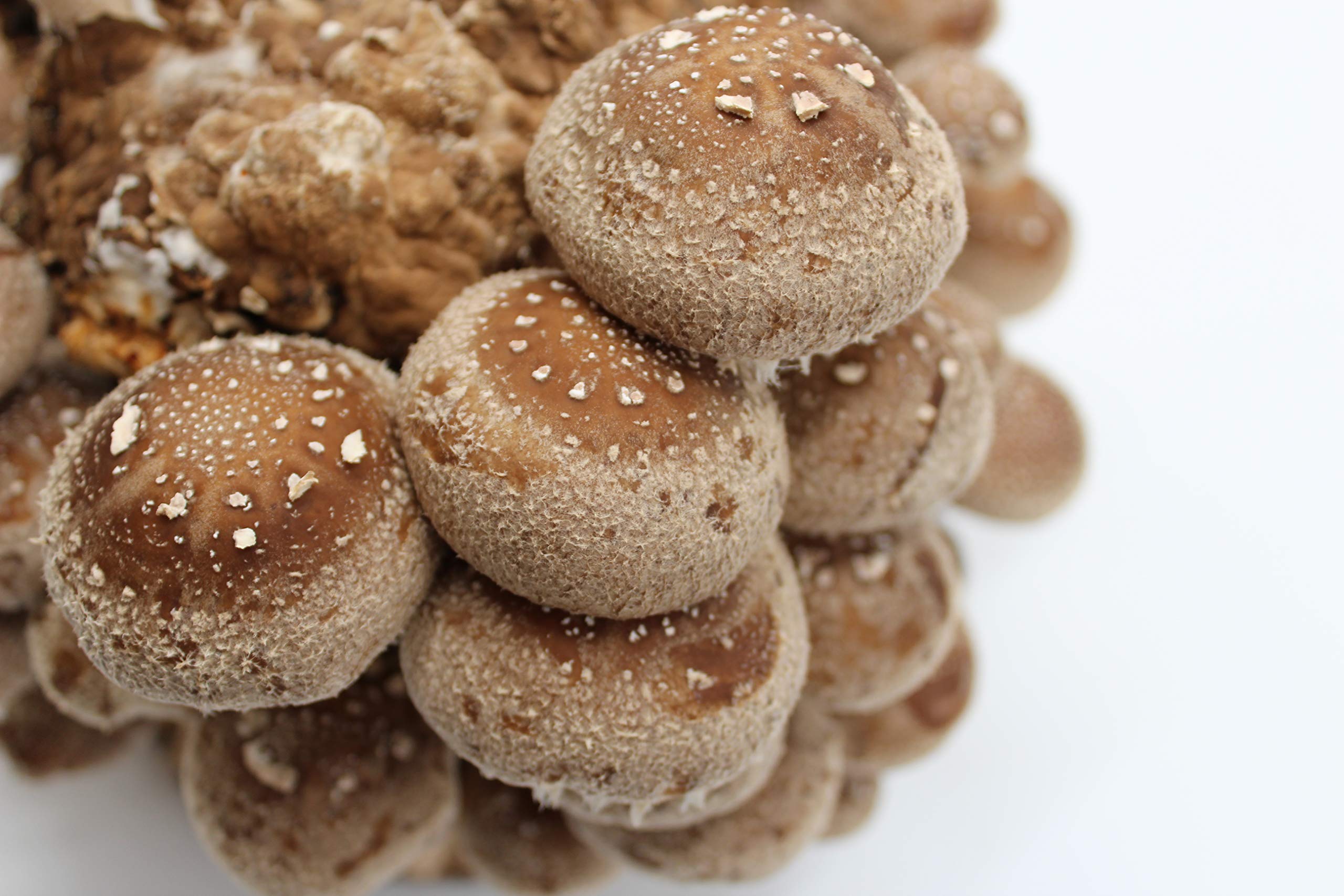 Bio Shiitake Pilzzuchtkultur im Doppelpack - Pilze selber züchten
