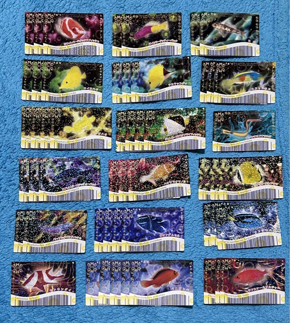 マリン☆マリンお魚　クリオネ　カード マリン☆マリン ミナミハコフグと珊瑚礁の仲間達 クリオネ カード 激