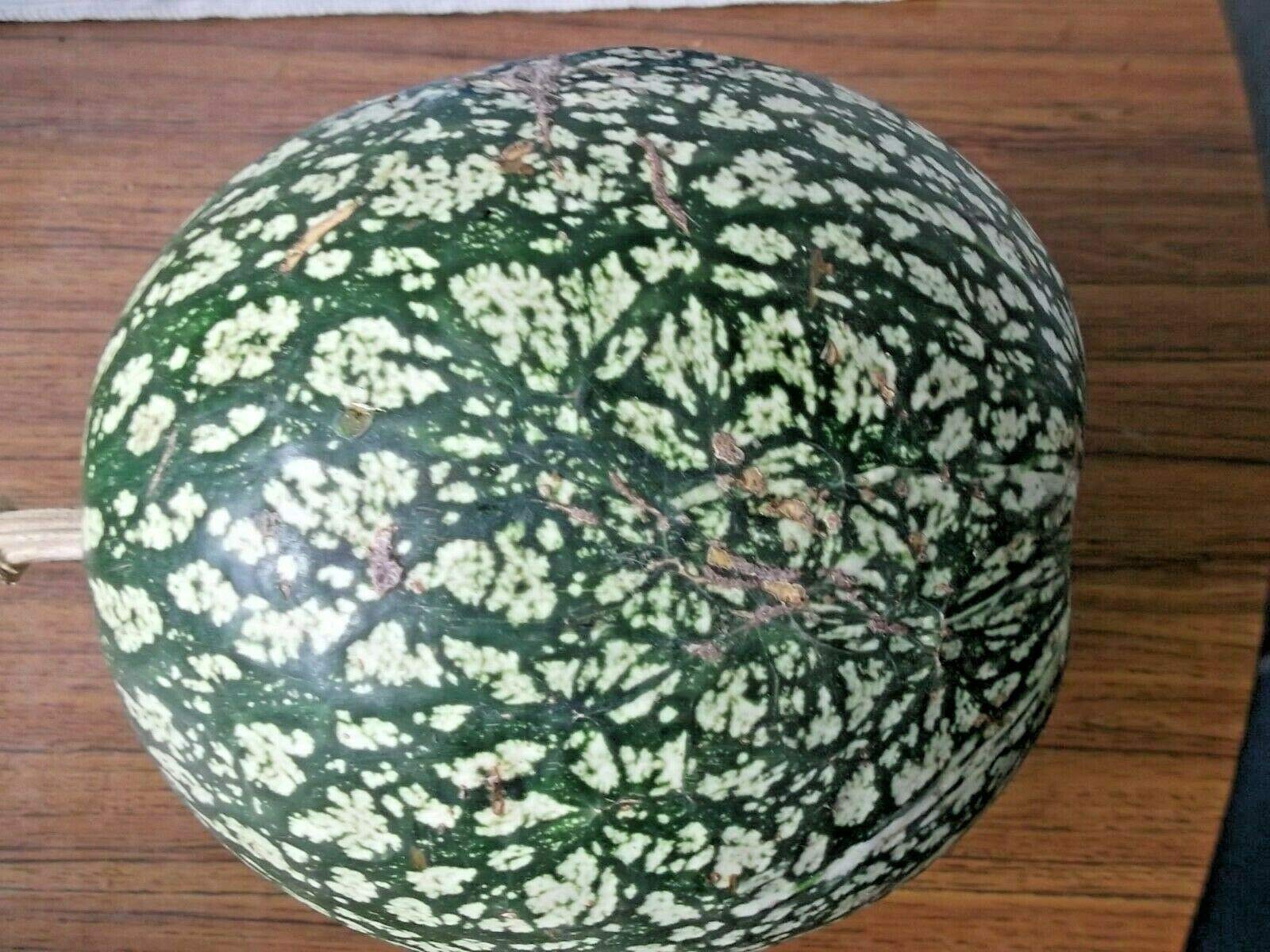 10 Seeds of Fig Leaf Gourd