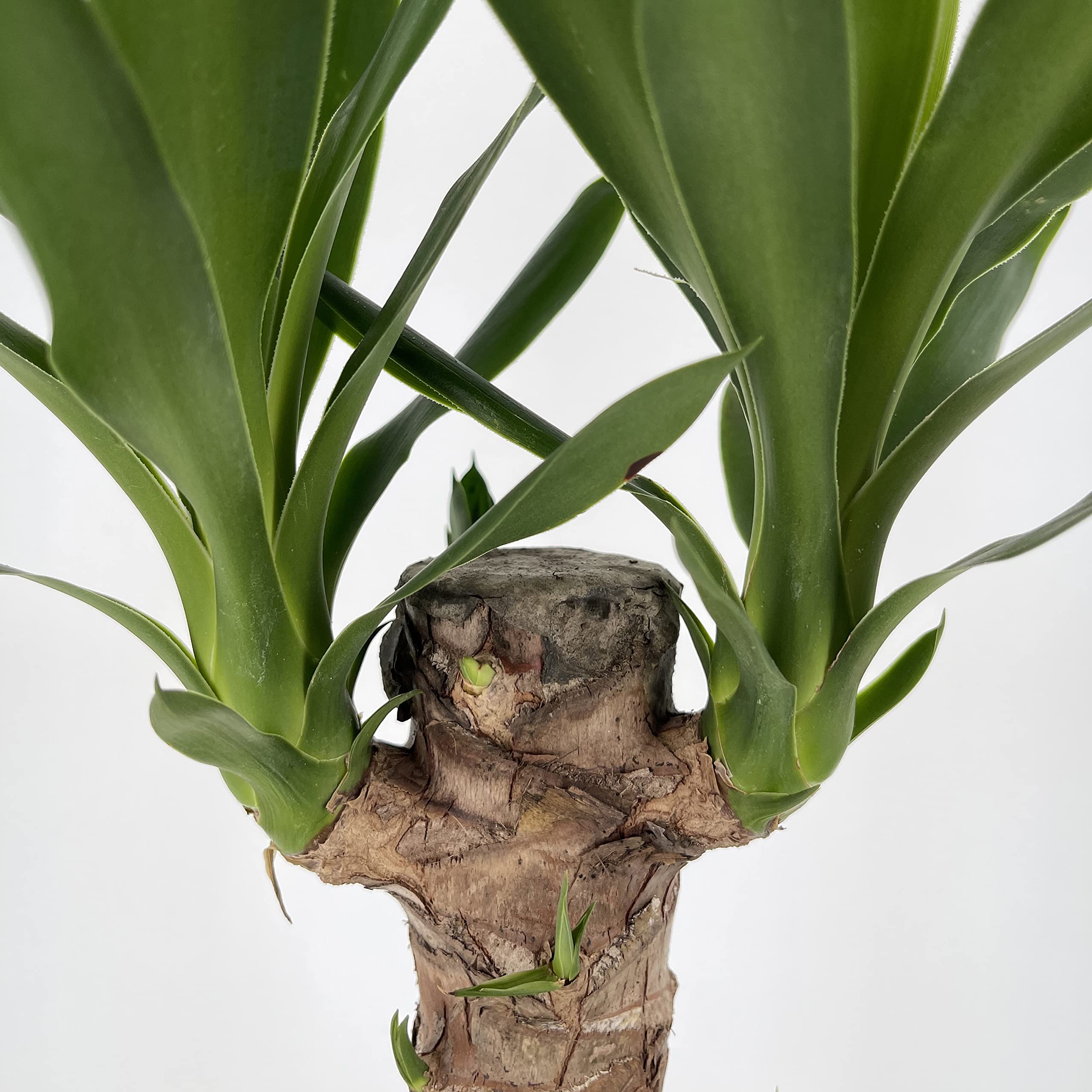 Kentis - Yucca - Tronchetto della Felicità - Piante Vere Grasse Succulente da Interni - Pianta Ornamentale da Appartamento - H 80-90 cm Vaso Ø 19 cm