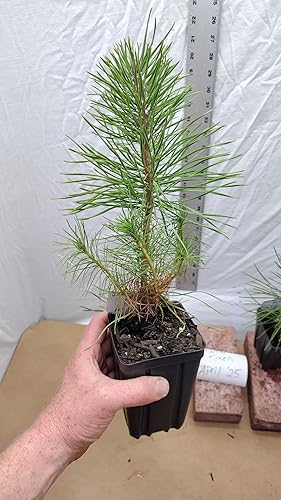 Miniatura 8 de Pino negro japonés Árbol de 1 año en maceta de vivero. Pinus thunbergii. Pino Thunbergiana. Pino verde. Listo para paisaje o bonsái