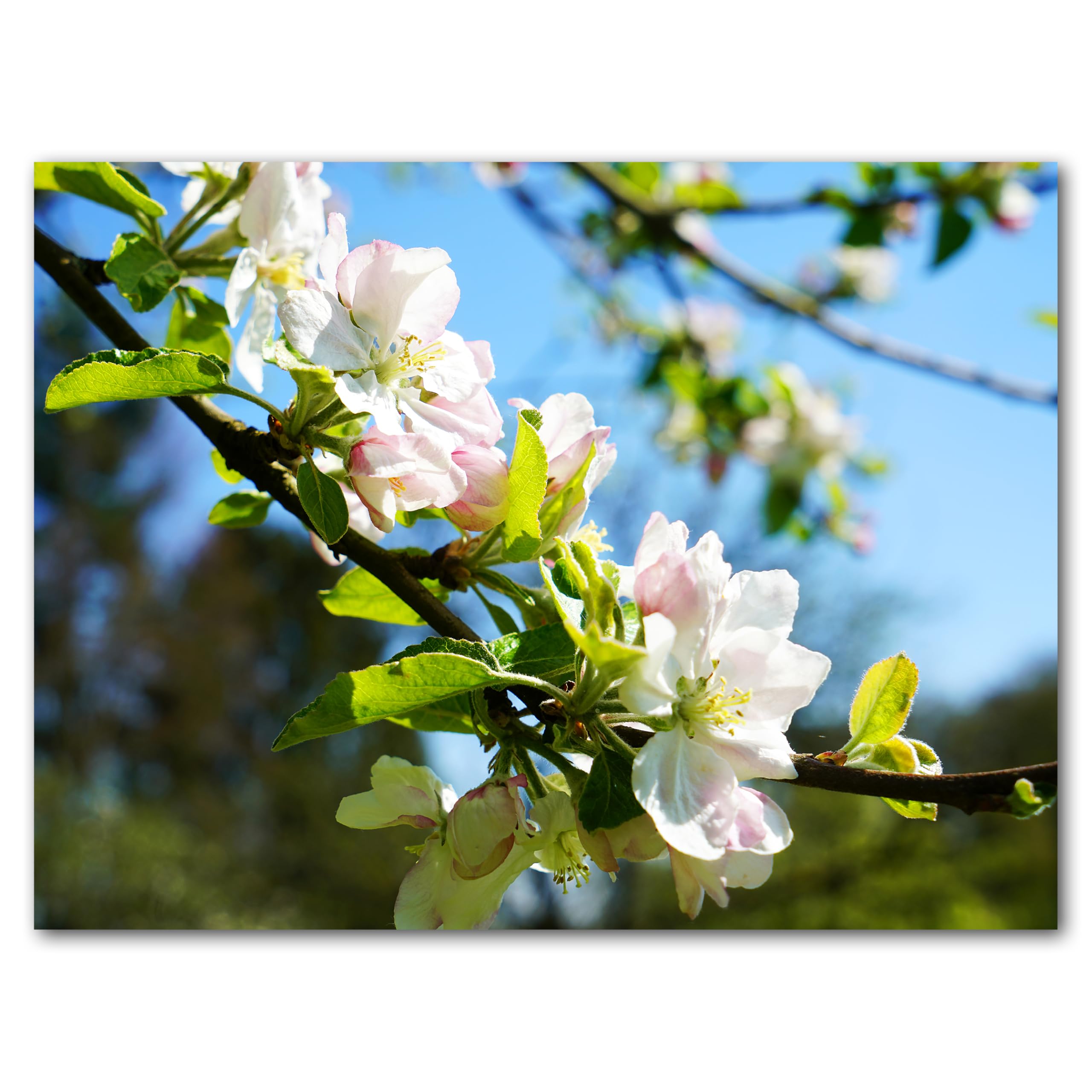 Glücksvilla - Fioritura dei meli 2 (tela 2 cm, 160 x 120 cm) | varie misure - quadro murale orizzontale - giardino fiori fioritura pianta natura botanica albero ramo ciliegia