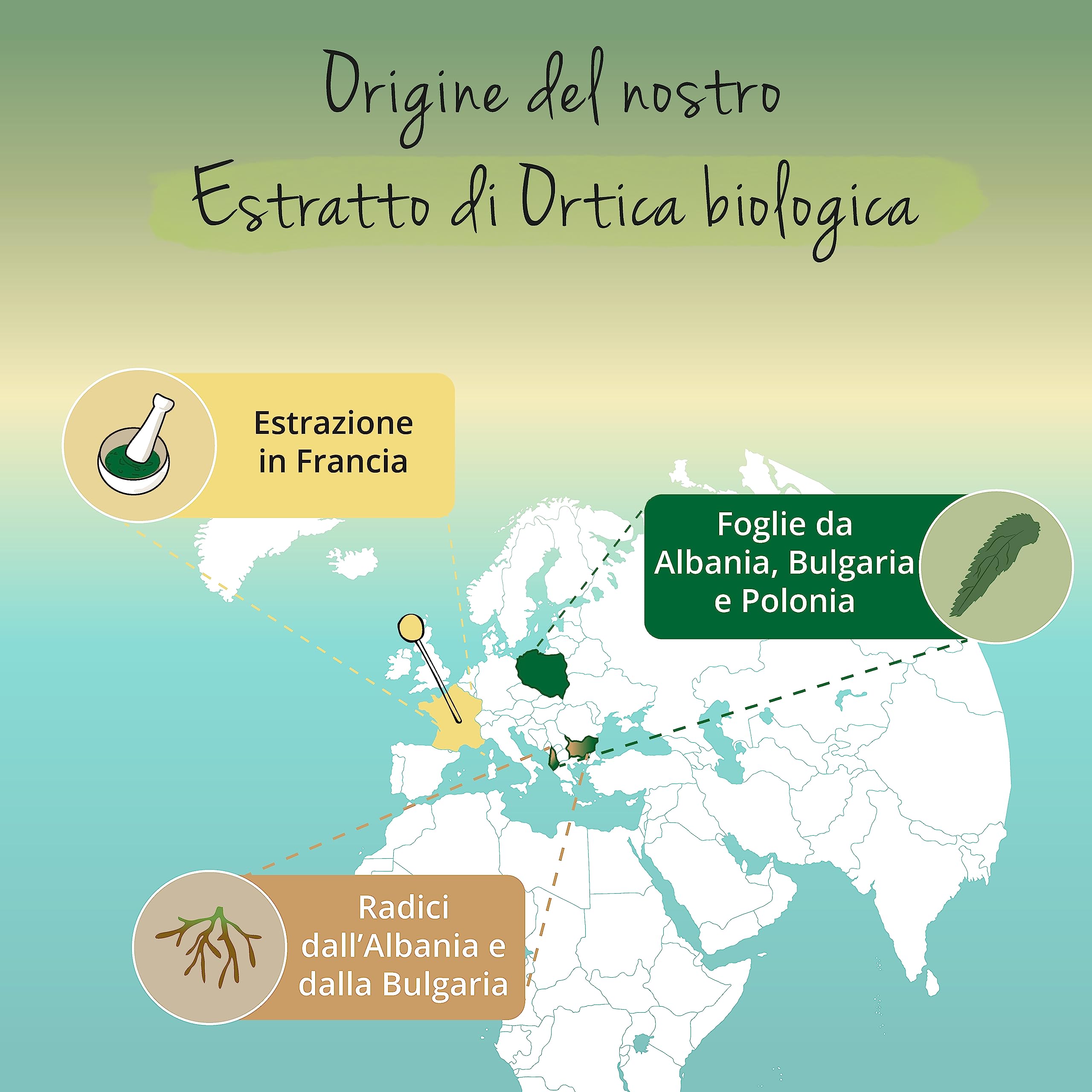 ORTICA BIO Vegavero® | 450 mg di Estratto di Radice e Foglie di Urtica Dioica | Prostata e Benessere Vie Urinarie | 100% BIOLOGICA | Origine: Europa | 120 capsule | Vegan