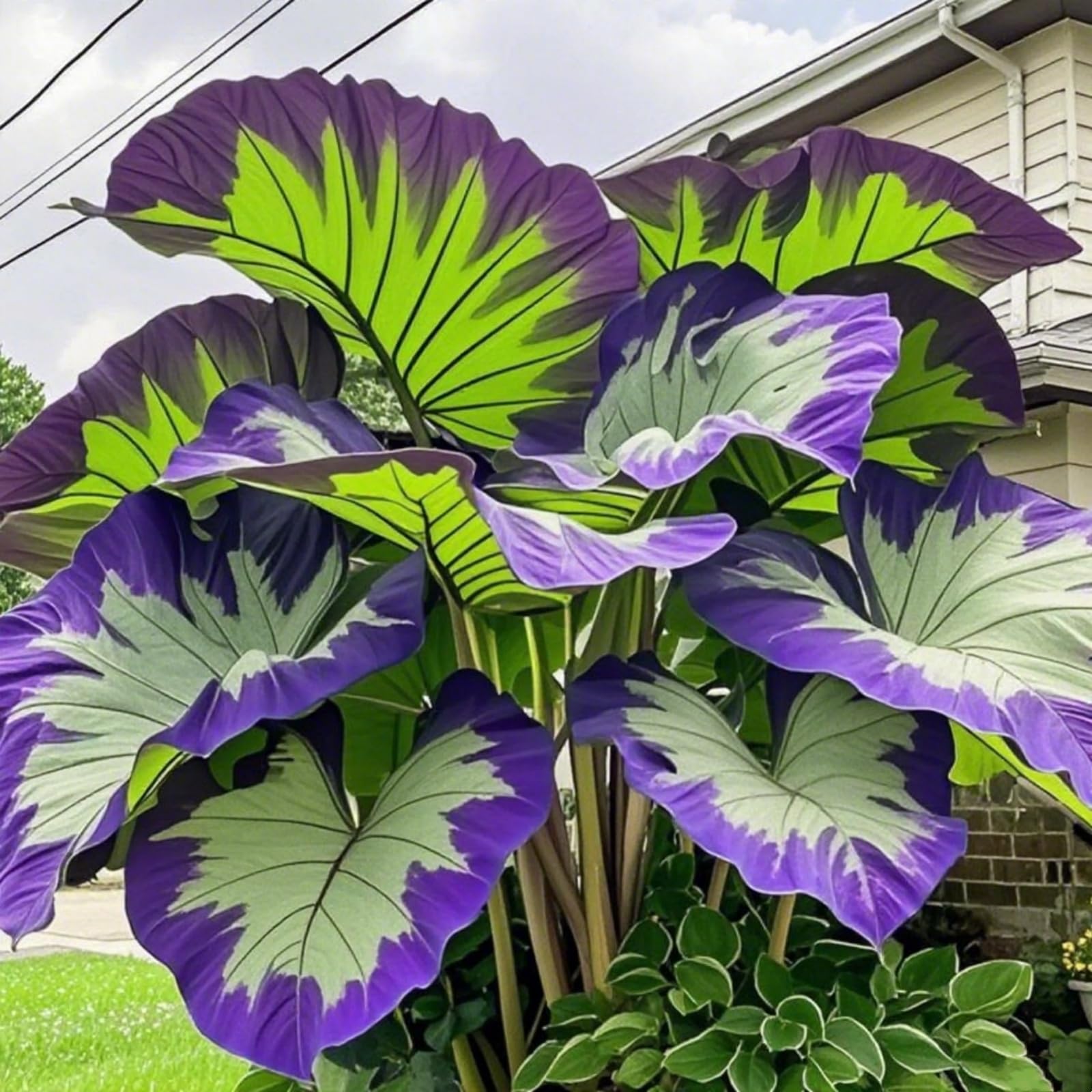 Mix Bulbs for Planting, Elephant Ears Bulbs/Surprise Growth, Garden Decoration, No Watering Required, Easy to Maintain, 5bulbs-d