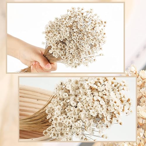 Miniatura 4 de 500 piezas de flores secas naturales, mini manzanilla, estrella pequeña, margarita, flores secas, ramo decorativo de margaritas blancas para