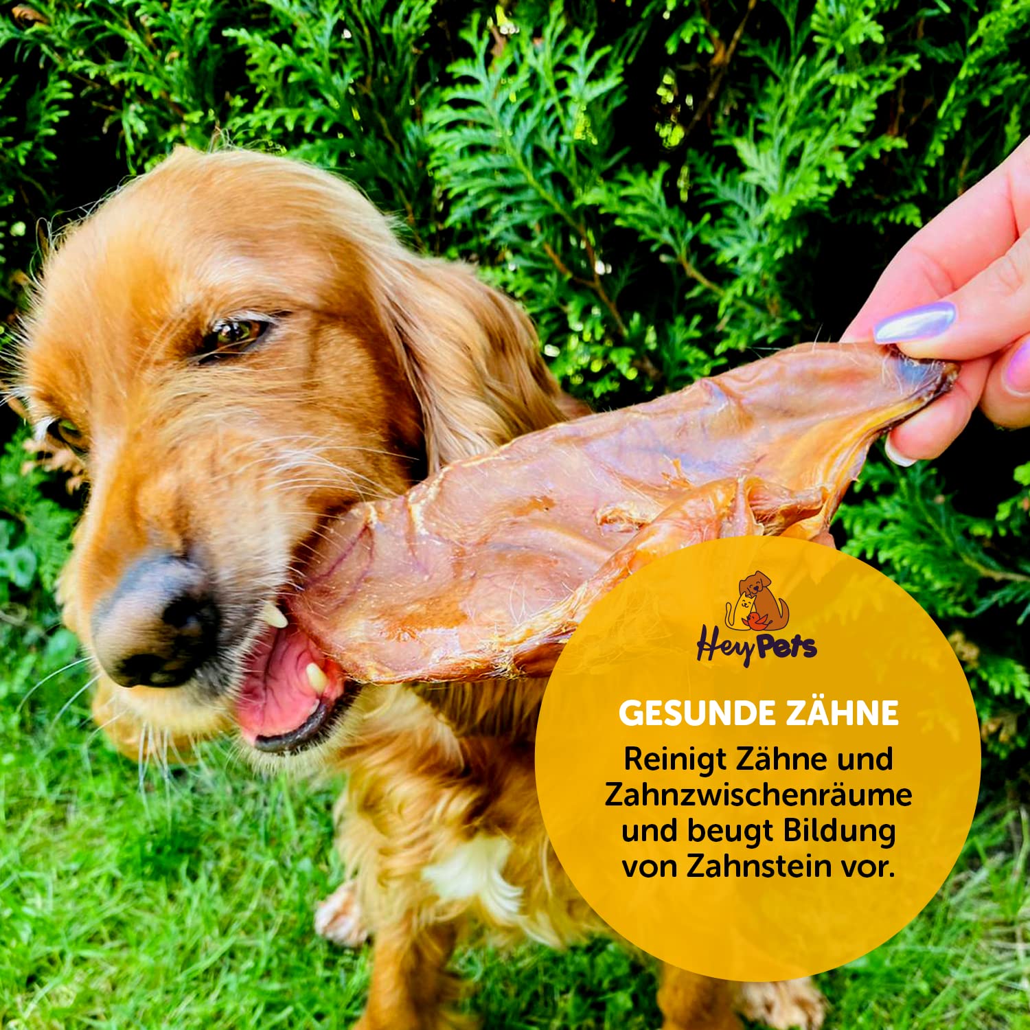 świńskie uszy dla psów i szczeniąt, najlepsze przysmaki dla psów, idealne do czyszczenia zębów, w 100% naturalne, bezzbożowe, gryzaki (worek 10 sztuk)