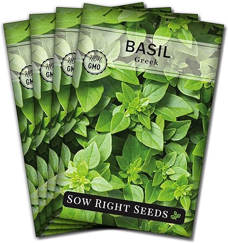 Sow Right Seeds - Semilla de albahaca griega para plantar - Paquete de reliquia sin OMG con instrucciones para plantar y cultivar fácilmente un