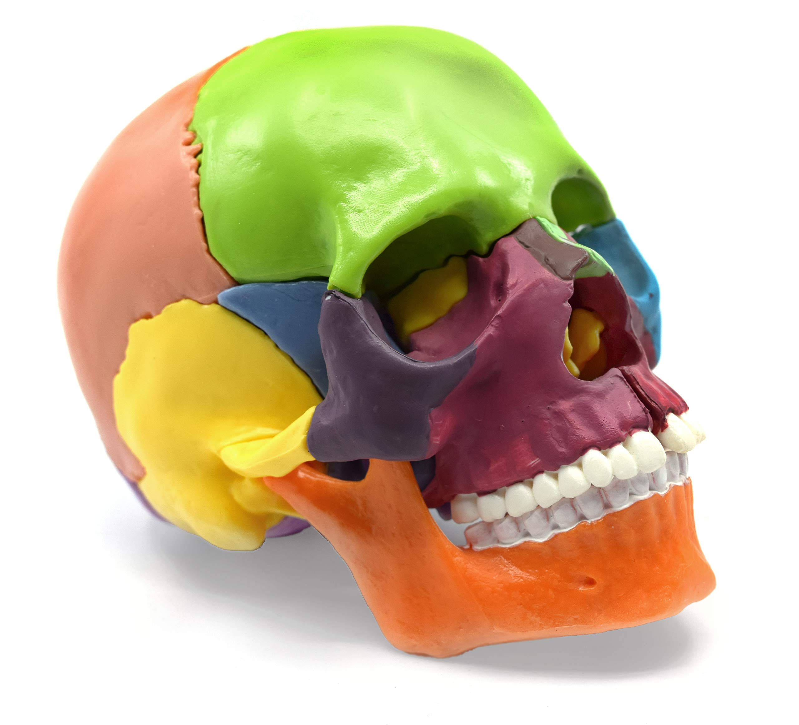 Didactic Miniature Skull Model - Painted Multi-Color - 15 Pieces, Magnetic ing - 1/2 Natural Size - Eisco Labs