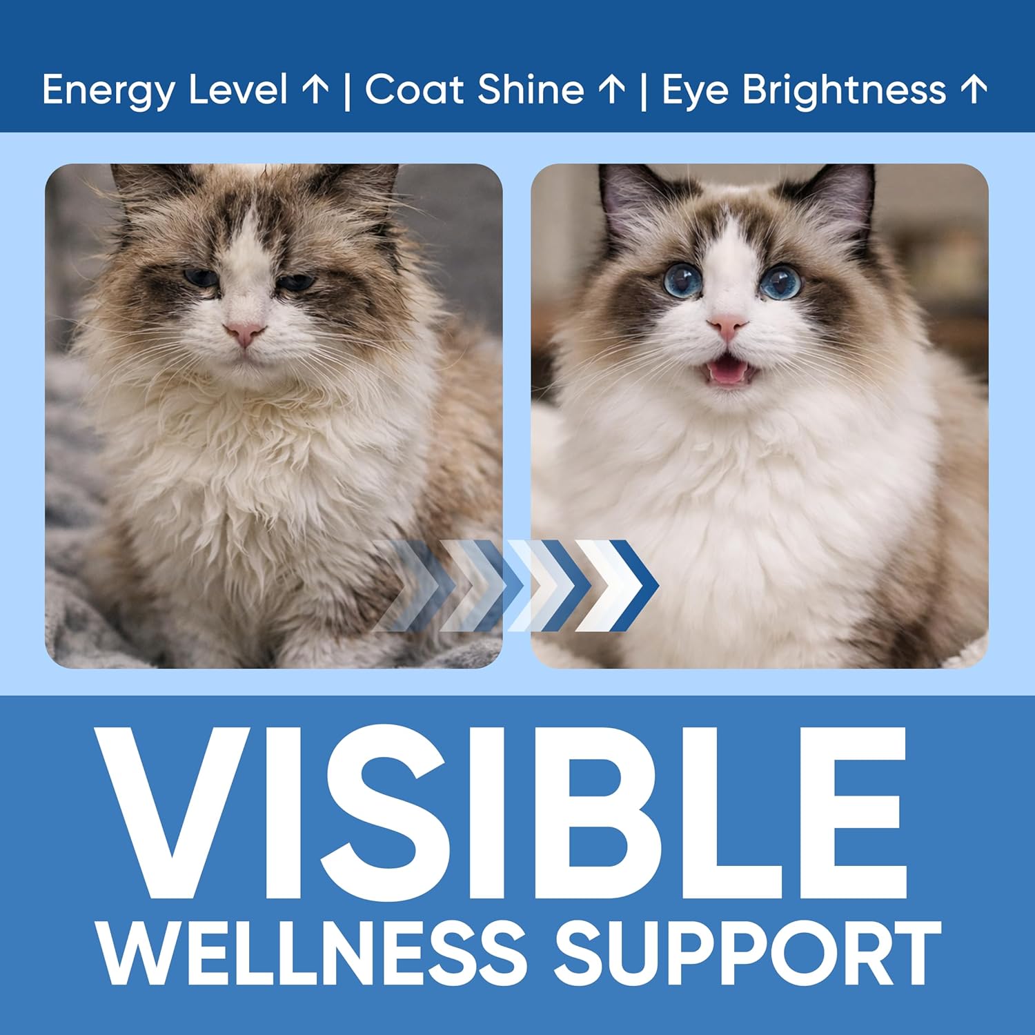 Kittysupps Taurine for Cats, Kitty Supps Taurine Supplement - Pure Taurine, Promoting Vision, Energy, Vitality, and Skin & Coat Wellness, Easy Mix in Food with Dosing Spoon, 200g (1)