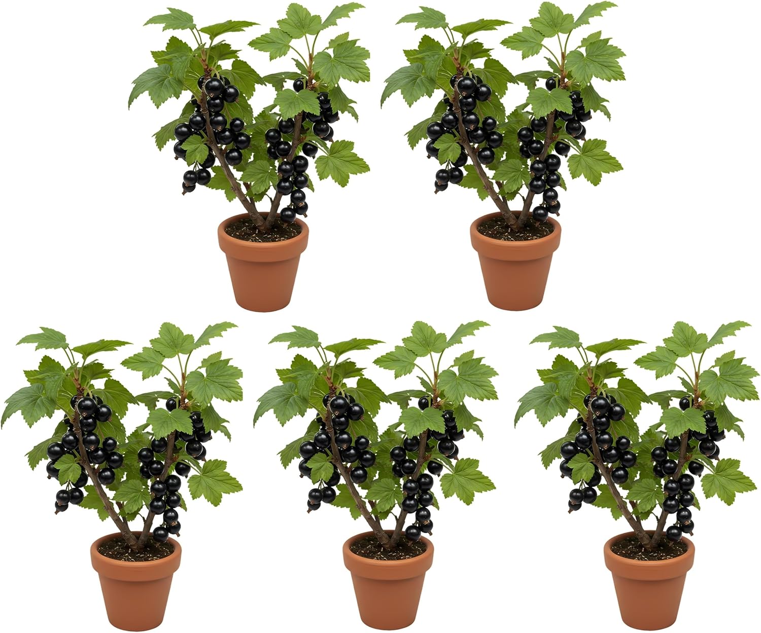 Bulk Black Currant Seedlings for Planting - Well Rooted and Ready to Grow - 1 Yr Old Seedlings (5 Black Currant Plant)