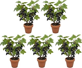 Bulk Black Currant Seedlings for Planting - Well Rooted and Ready to Grow - 1 Yr Old Seedlings (5 Black Currant Plant)
