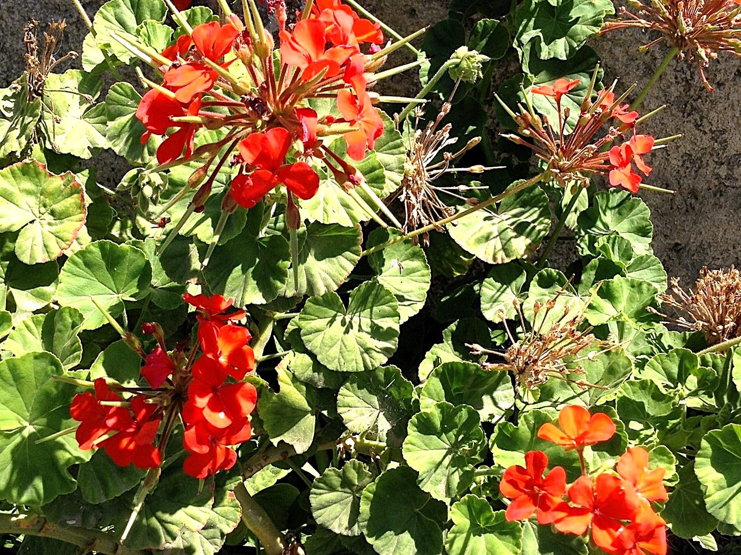 Wild Red Columbine