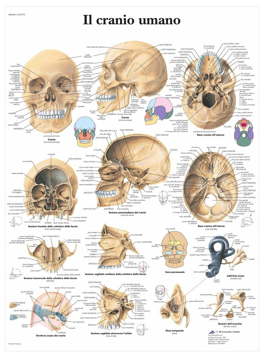 3B Scientific vr4131l The Human Skull, 1